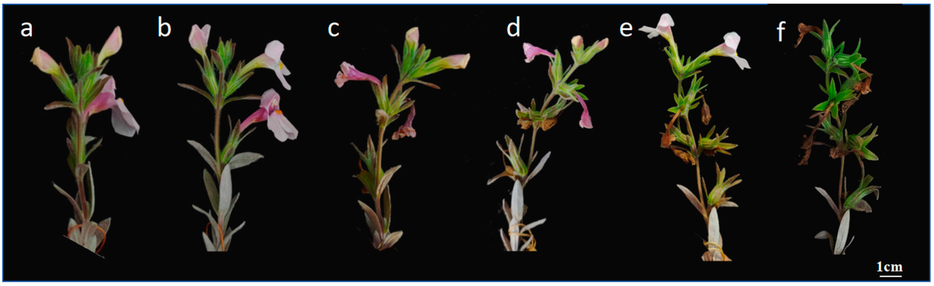 Plants 14 00715 g002