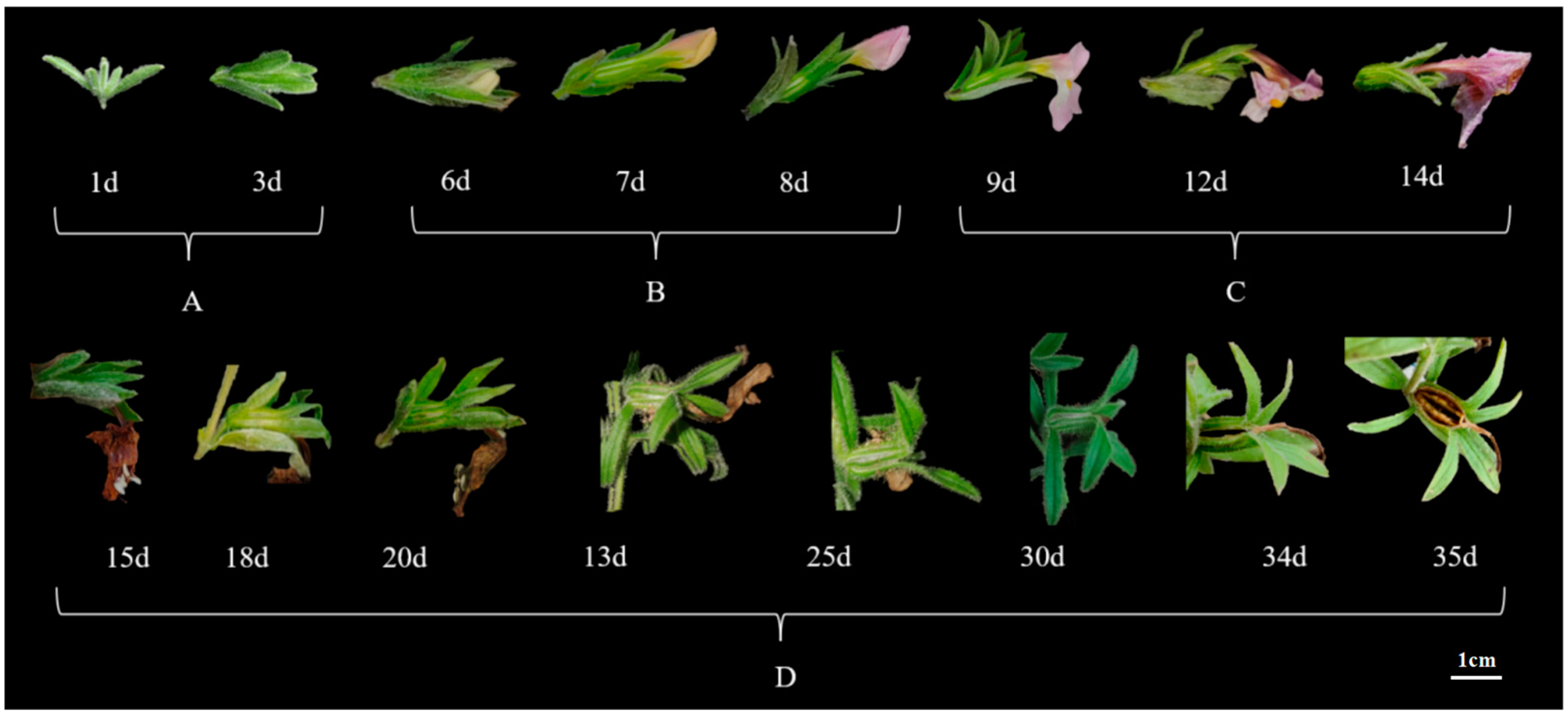 Plants 14 00715 g003