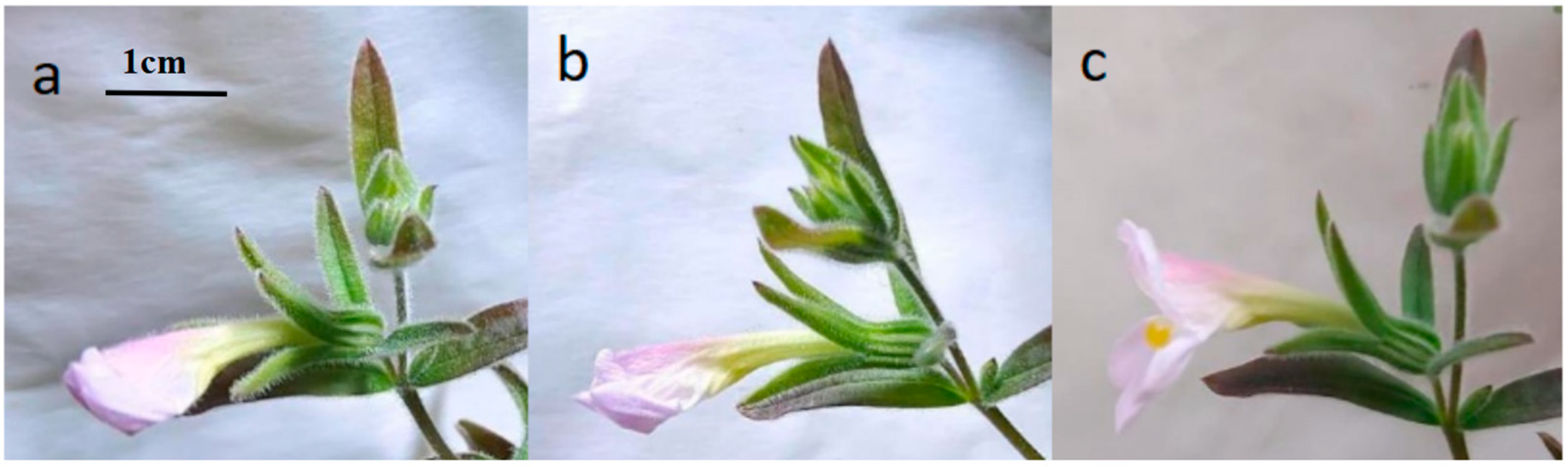 Plants 14 00715 g004