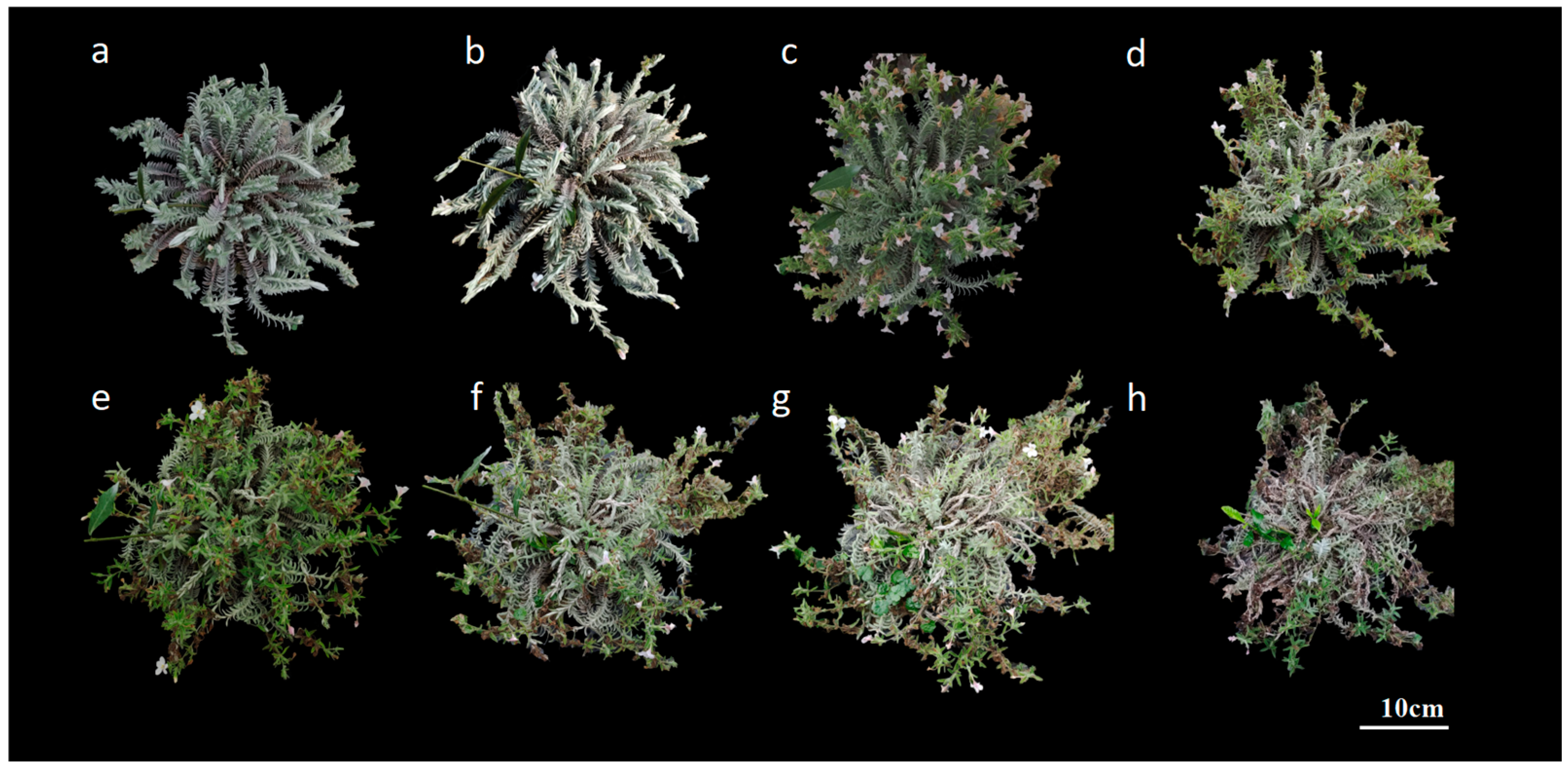 Plants 14 00715 g005