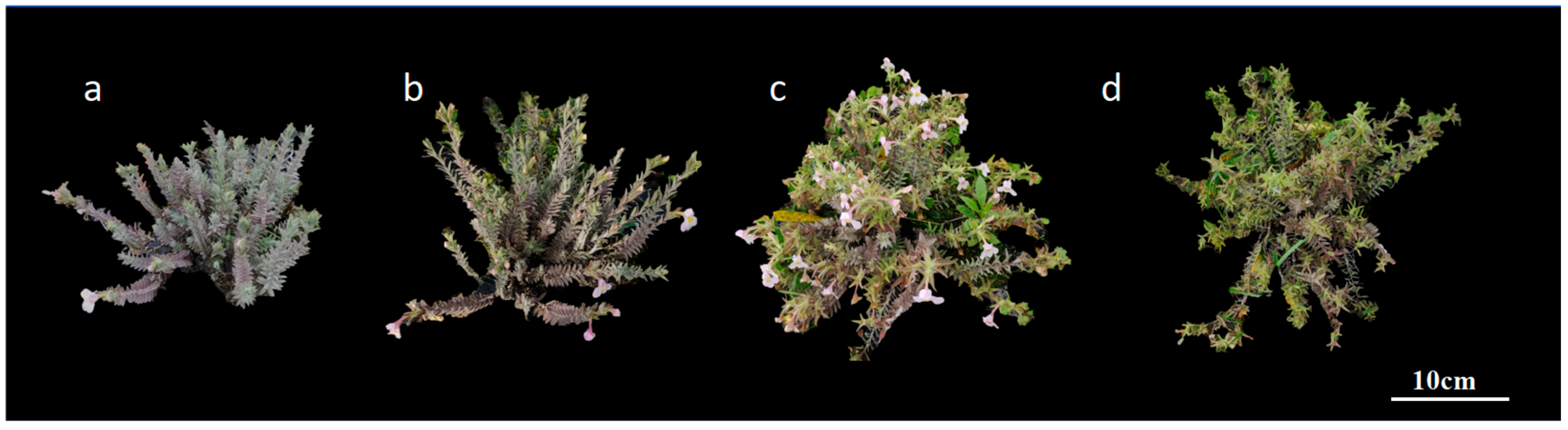 Plants 14 00715 g006