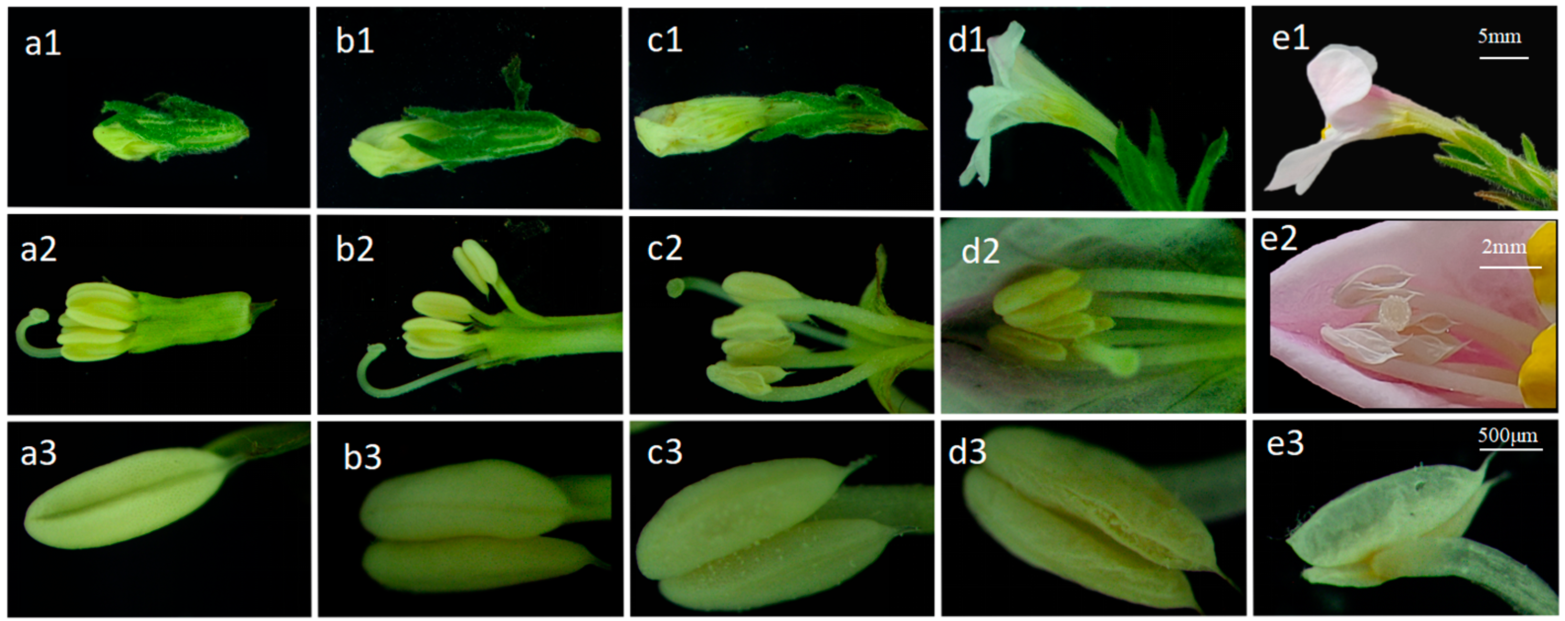 Plants 14 00715 g007