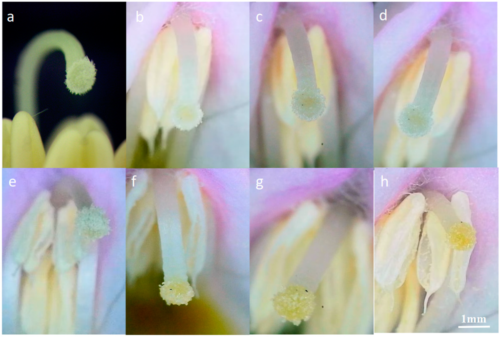 Plants 14 00715 g010