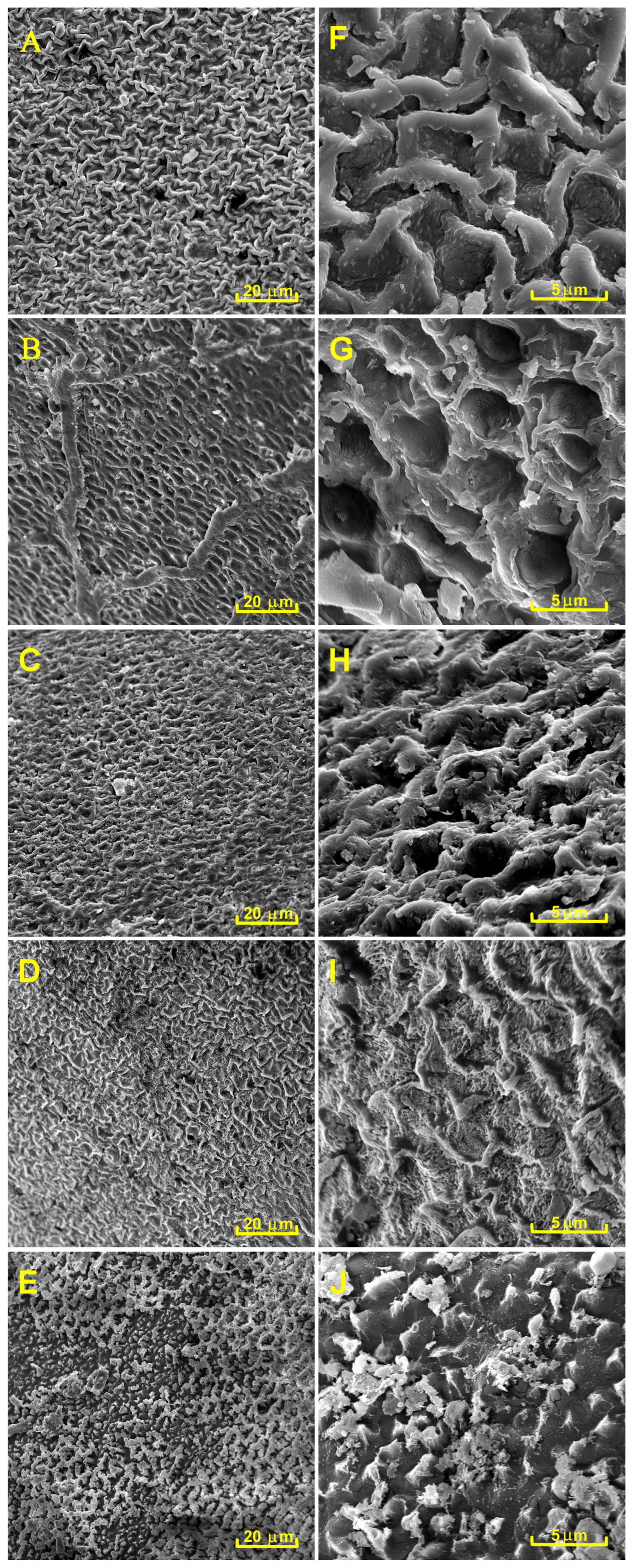 Plants 14 00728 g009