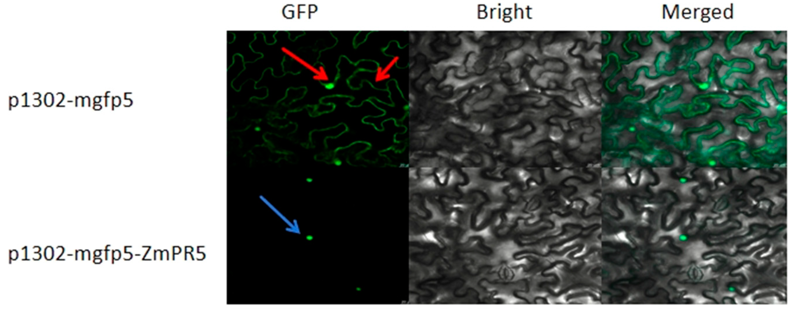 Plants 14 00737 g004