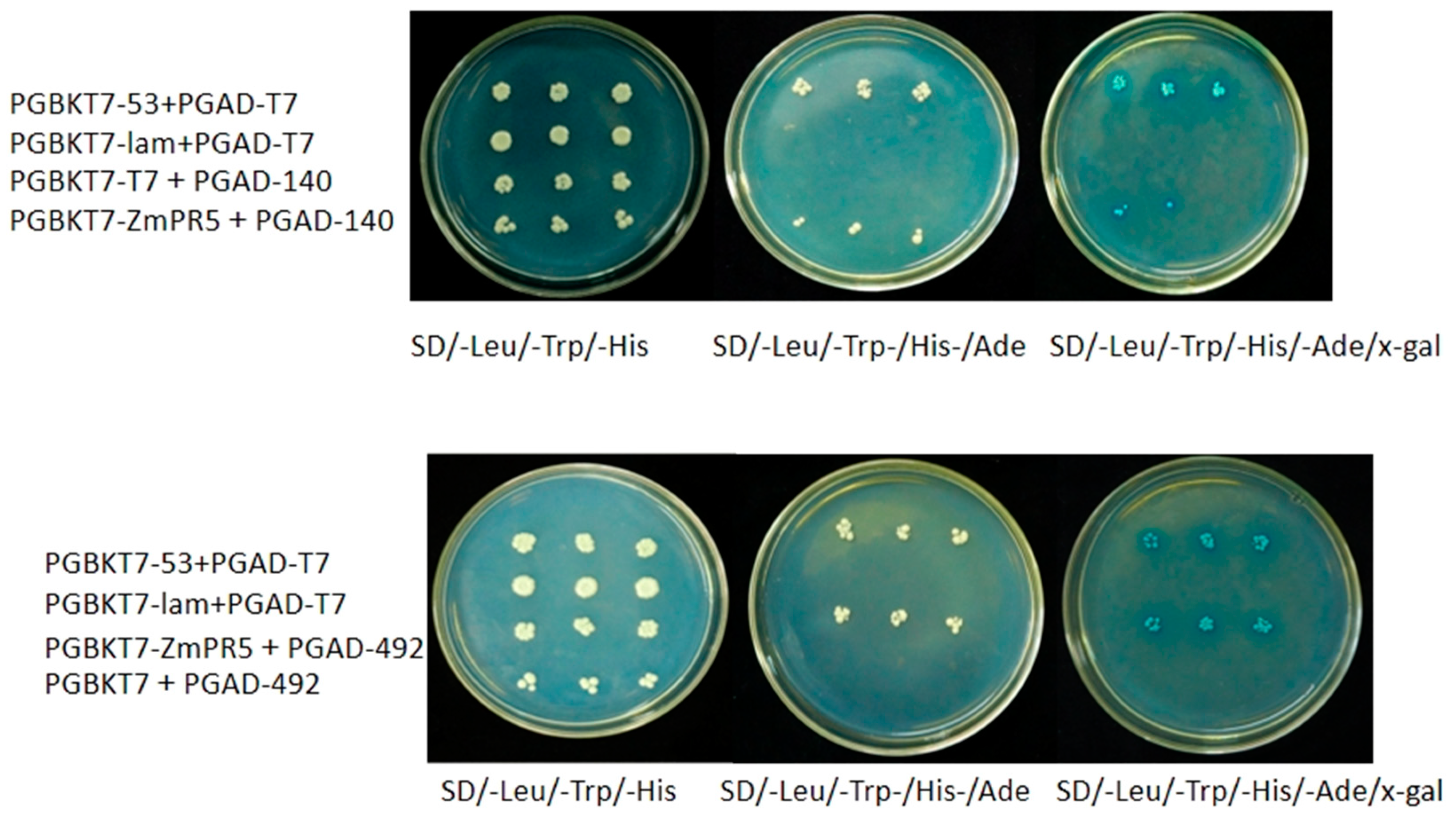 Plants 14 00737 g011