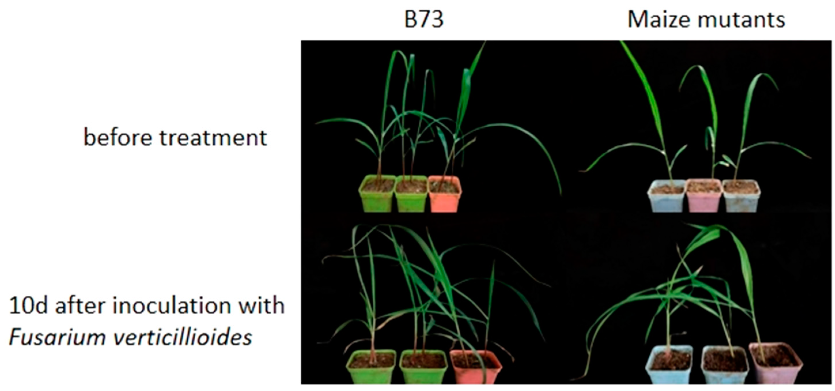 Plants 14 00737 g012