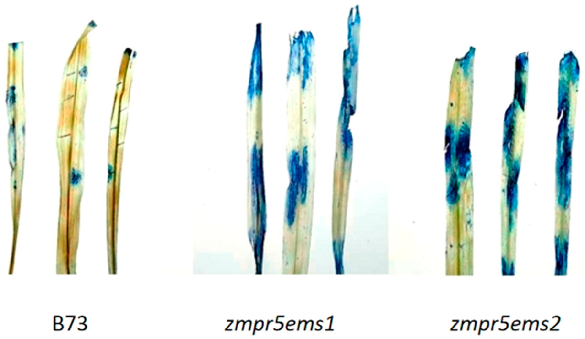 Plants 14 00737 g017