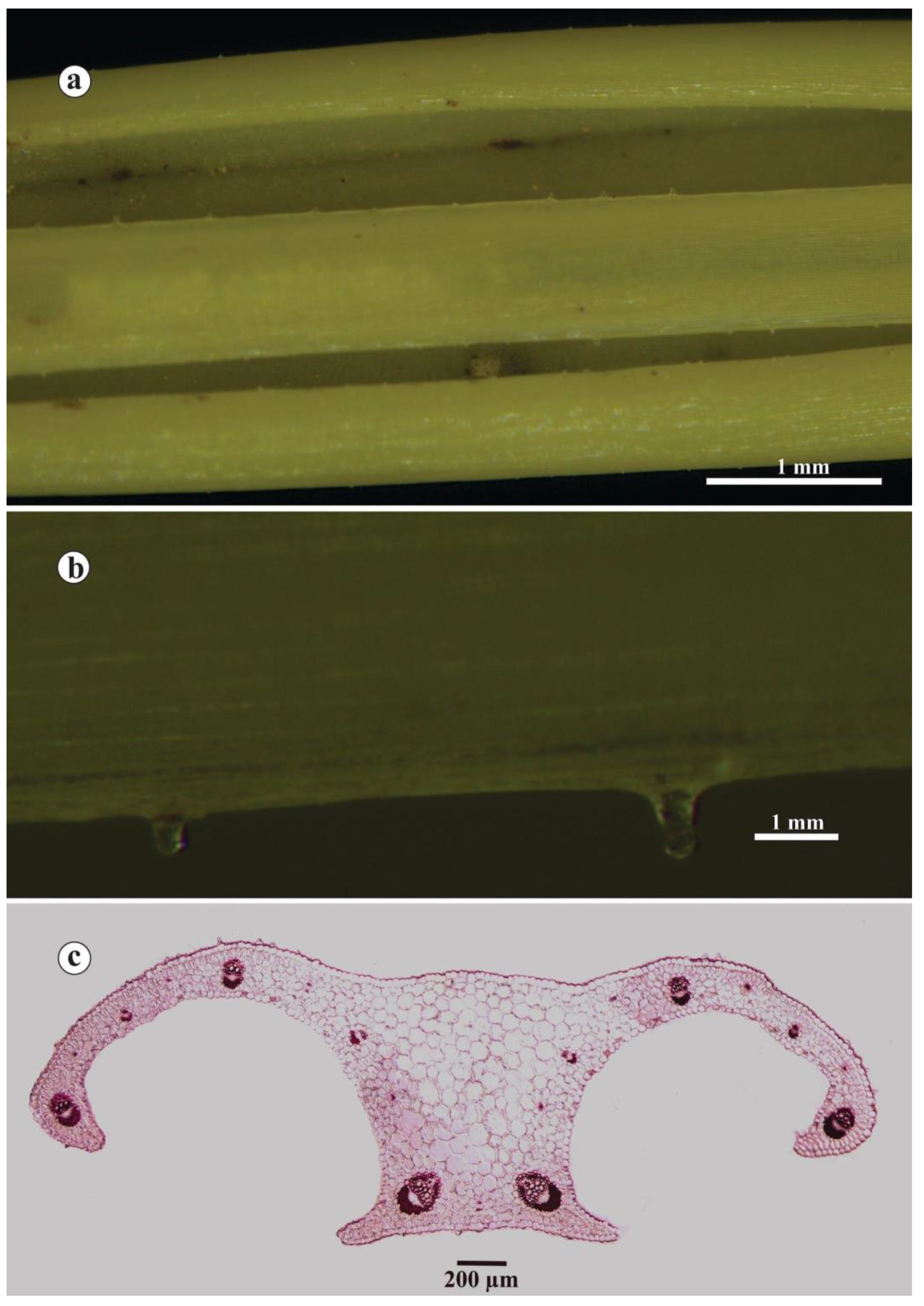 Plants 14 00741 g006