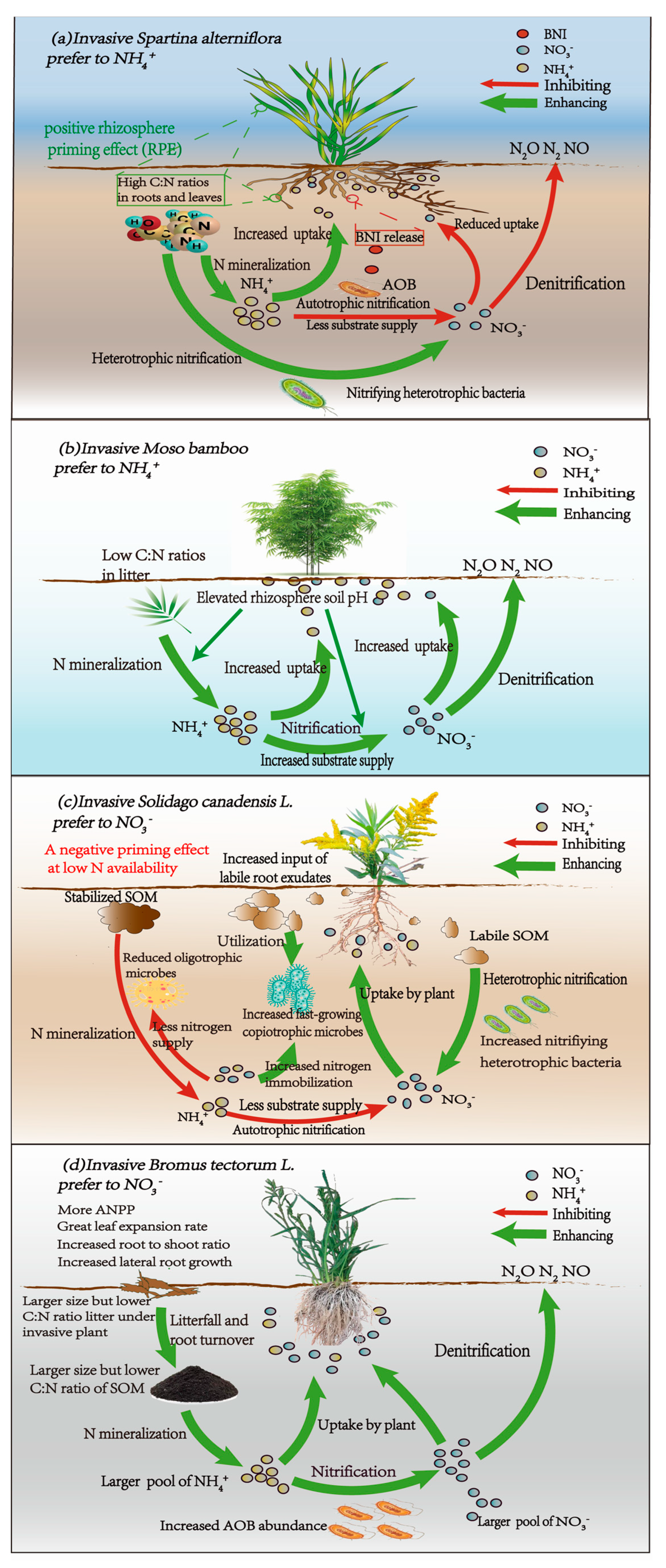 Plants 14 00748 g001