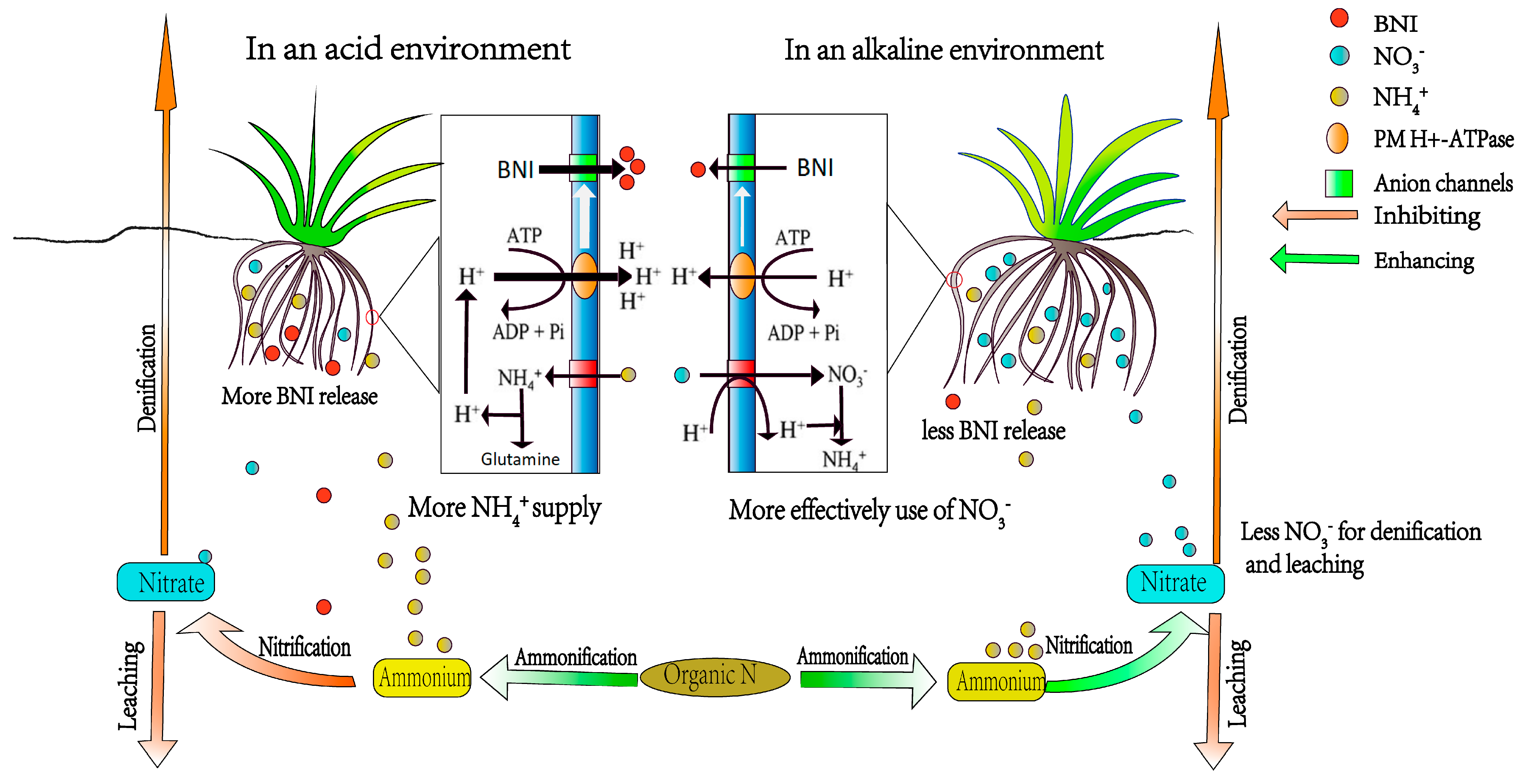 Plants 14 00748 g002