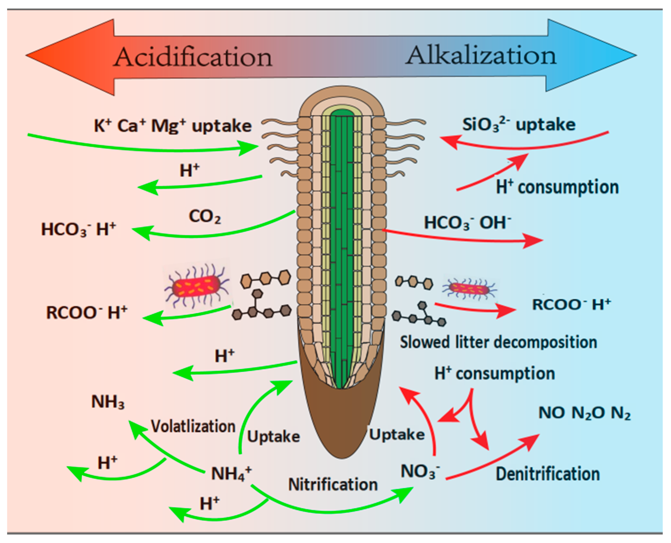 Plants 14 00748 g003