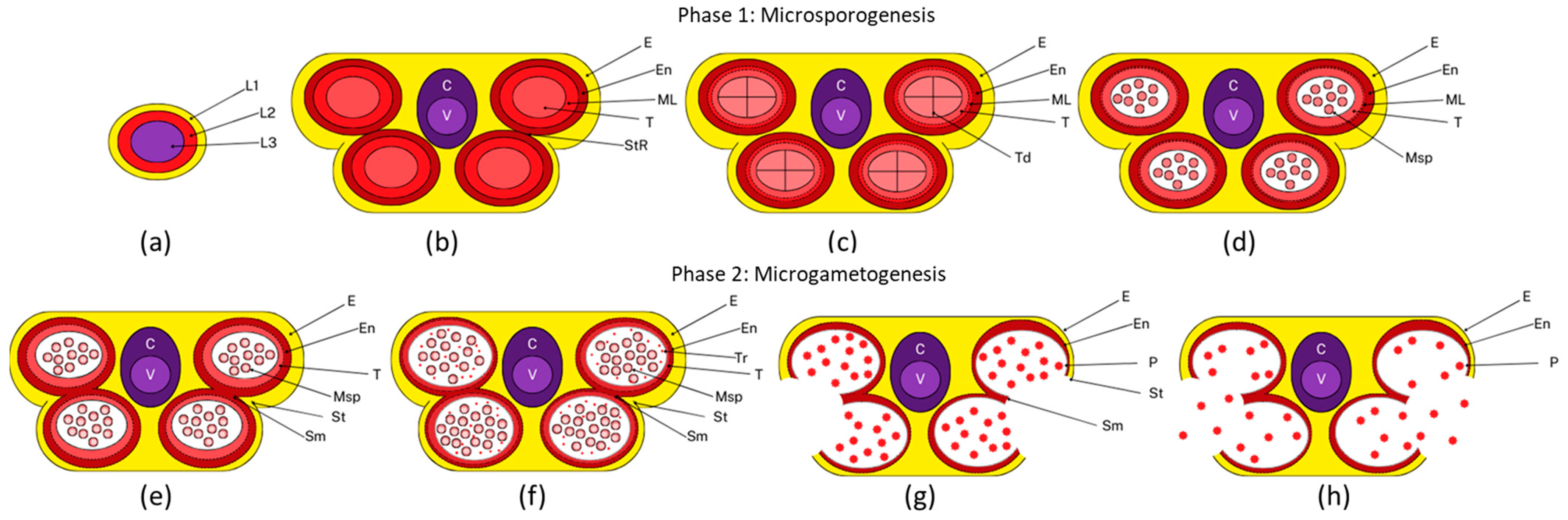 Plants 14 00749 g001