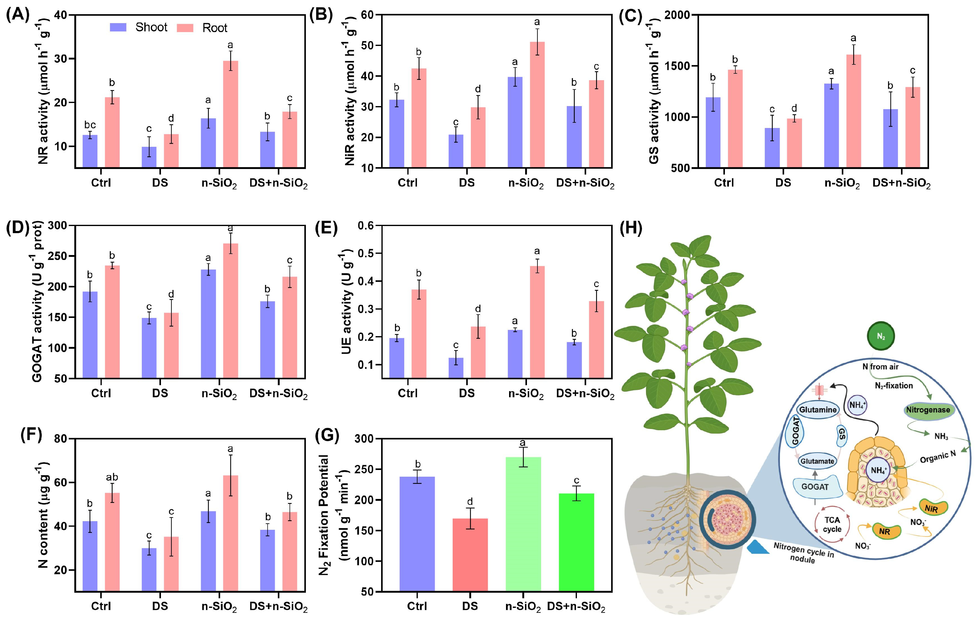 Plants 14 00751 g006 Plants 14 00751 g006