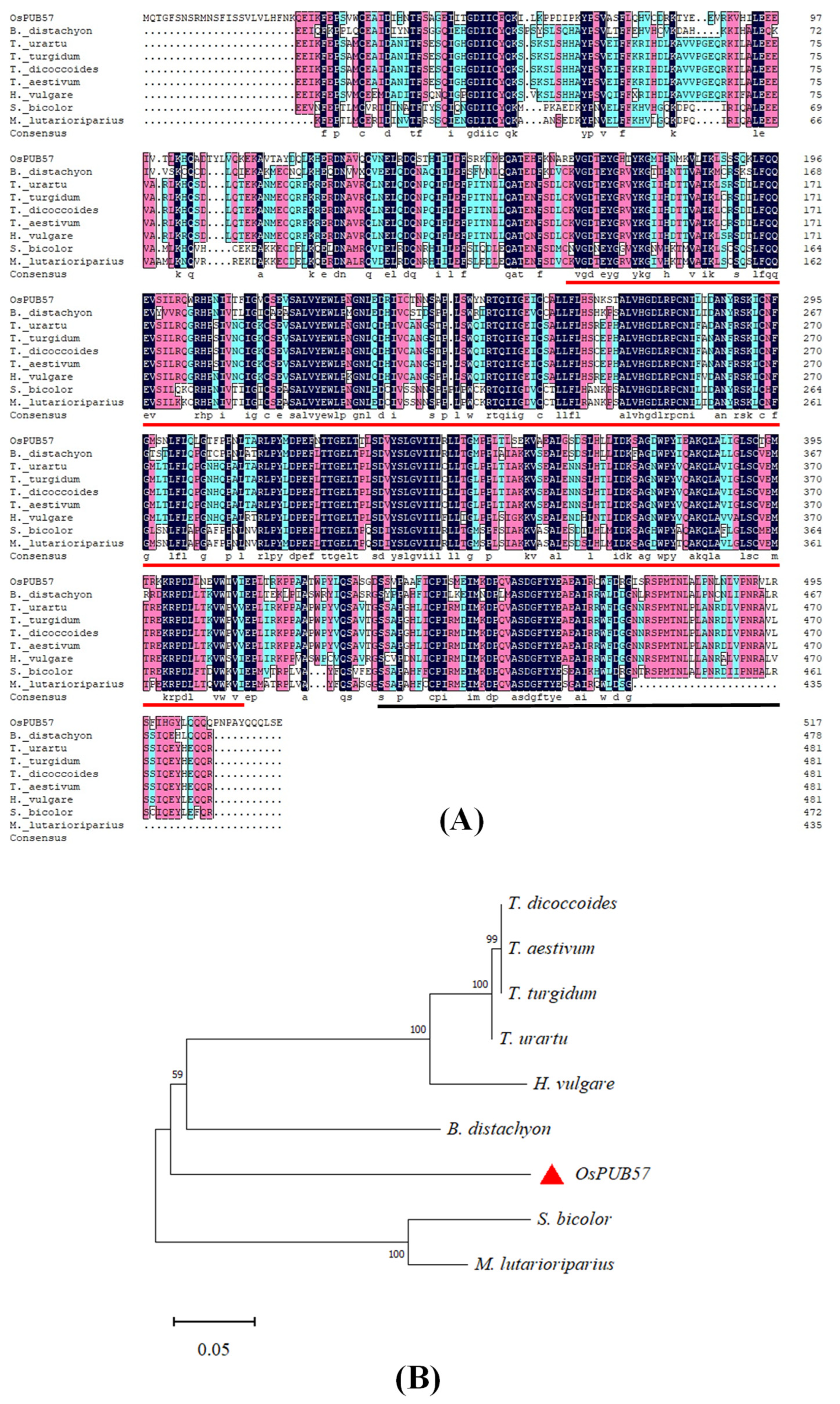 Plants 14 00758 g001