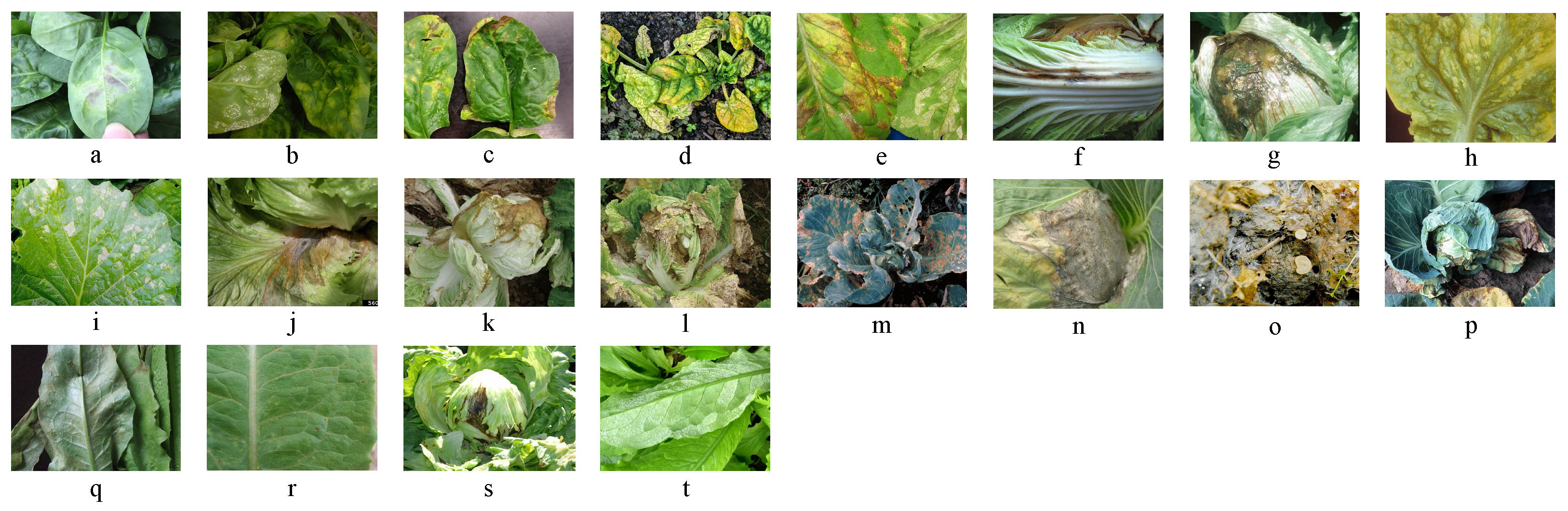 Plants 14 00760 g001