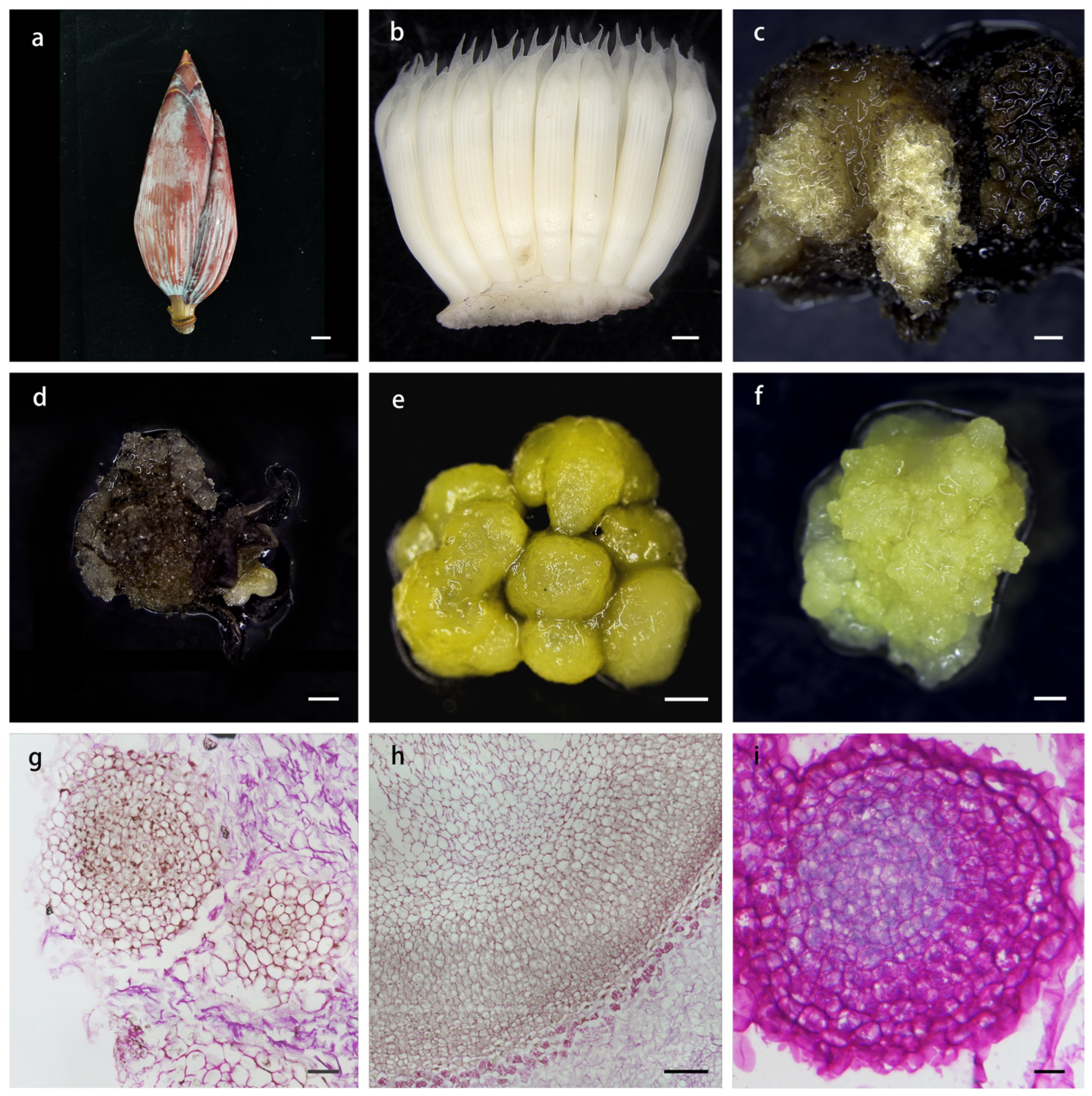 Plants 14 00761 g001