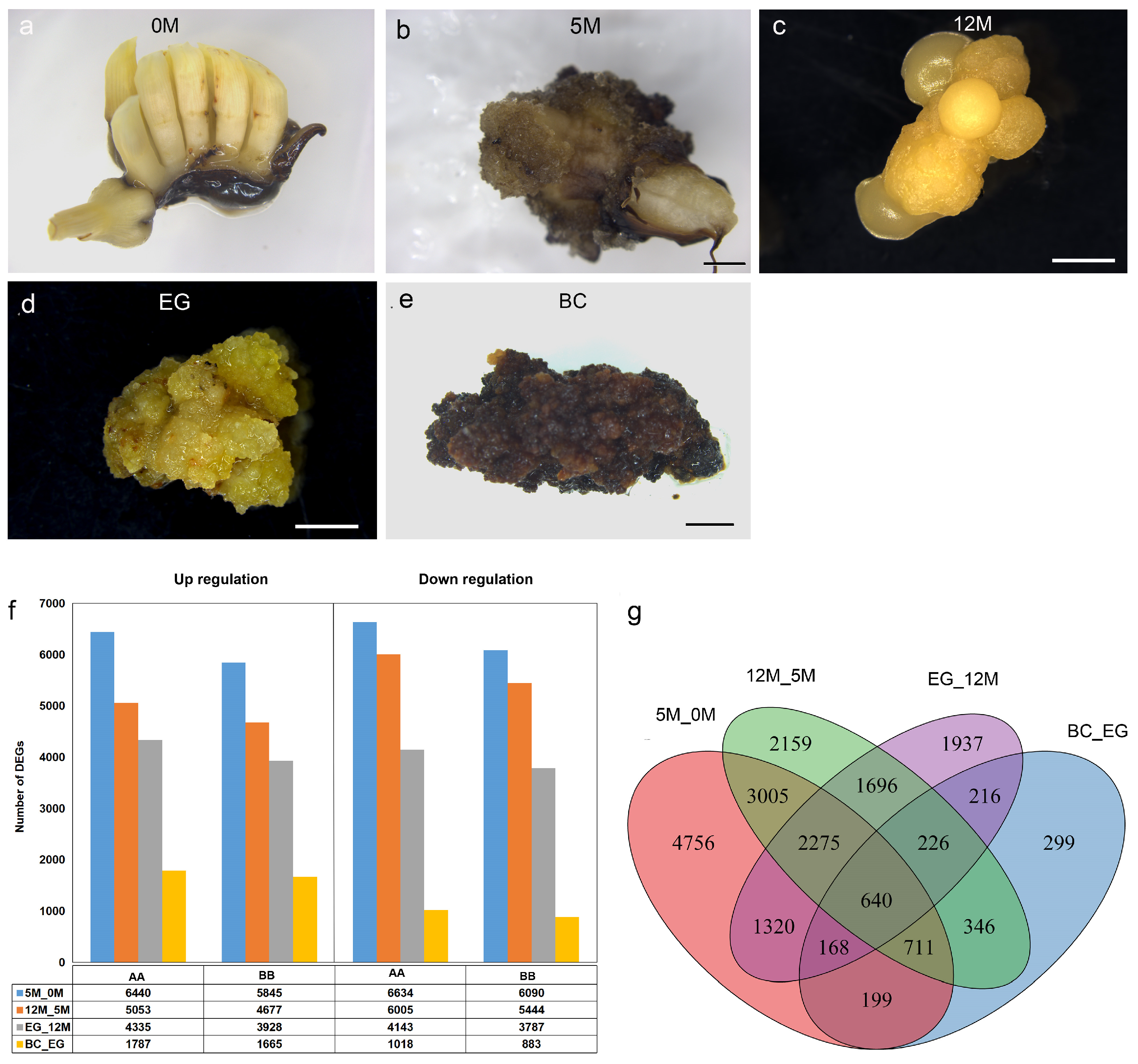 Plants 14 00761 g002
