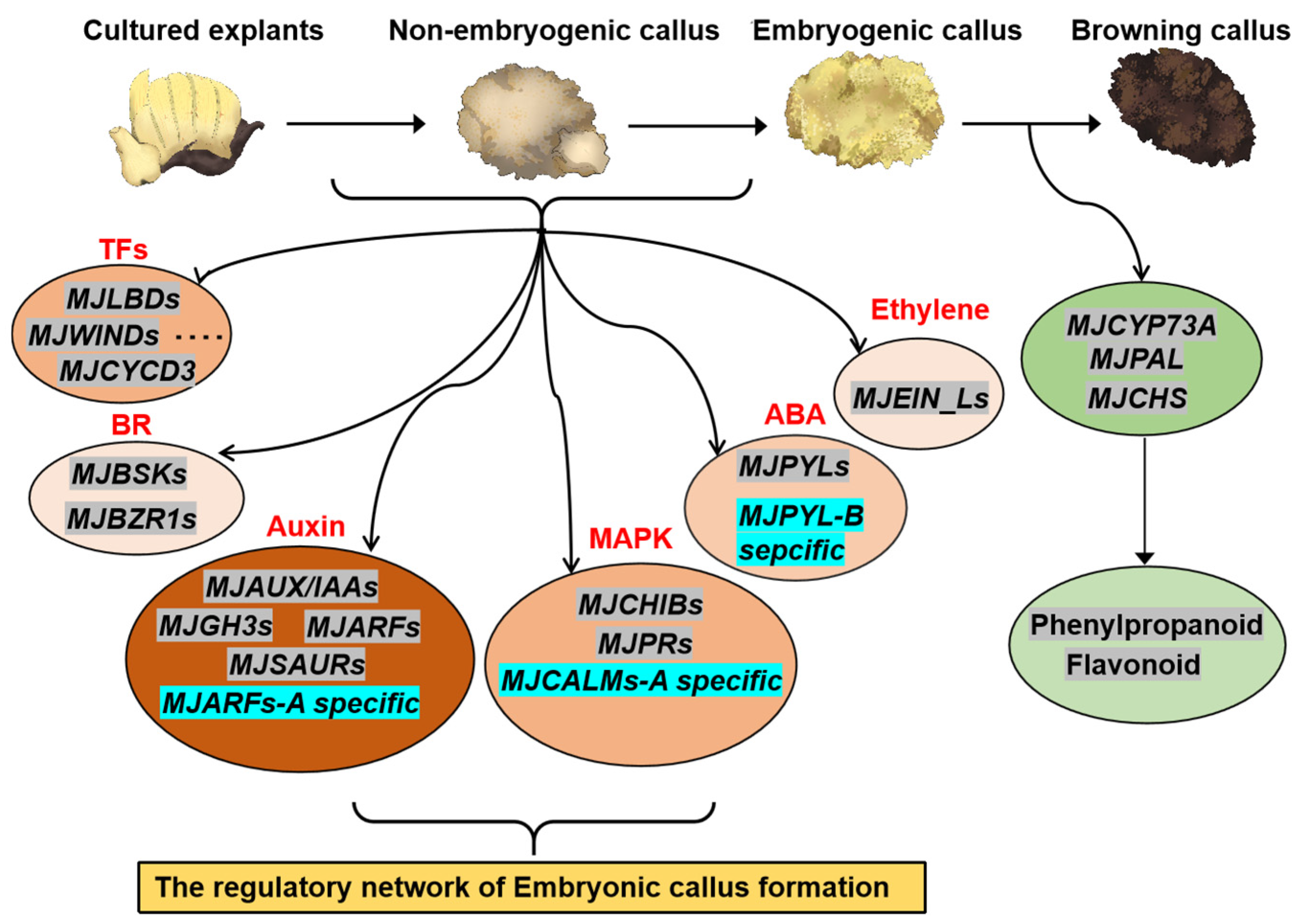 Plants 14 00761 g008
