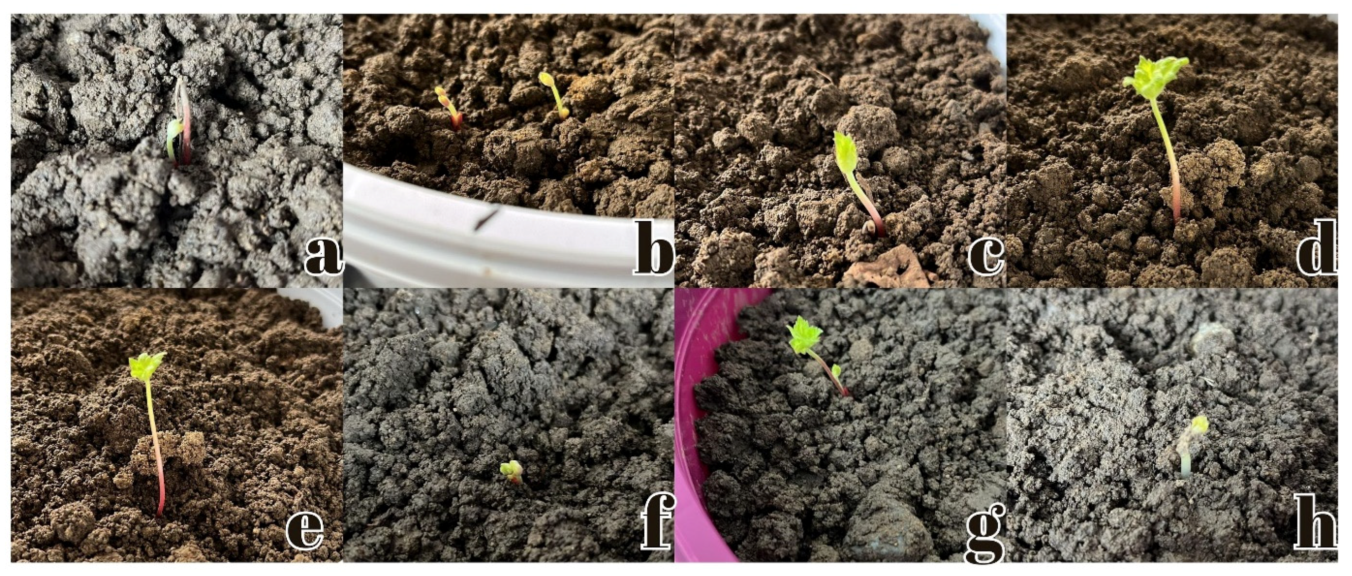 Plants 14 00770 g002