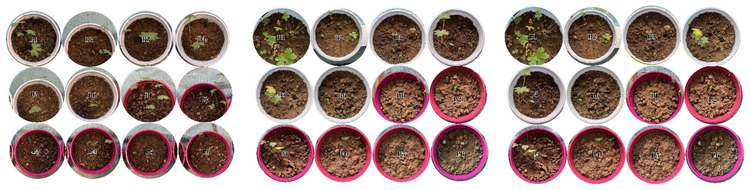 Plants 14 00770 g003