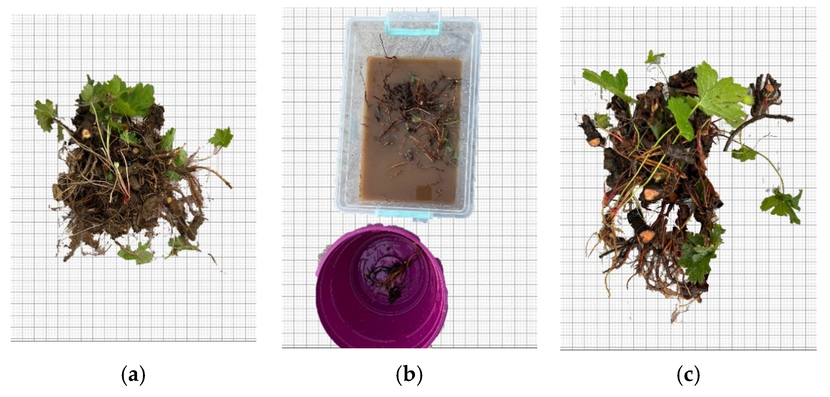 Plants 14 00770 g014