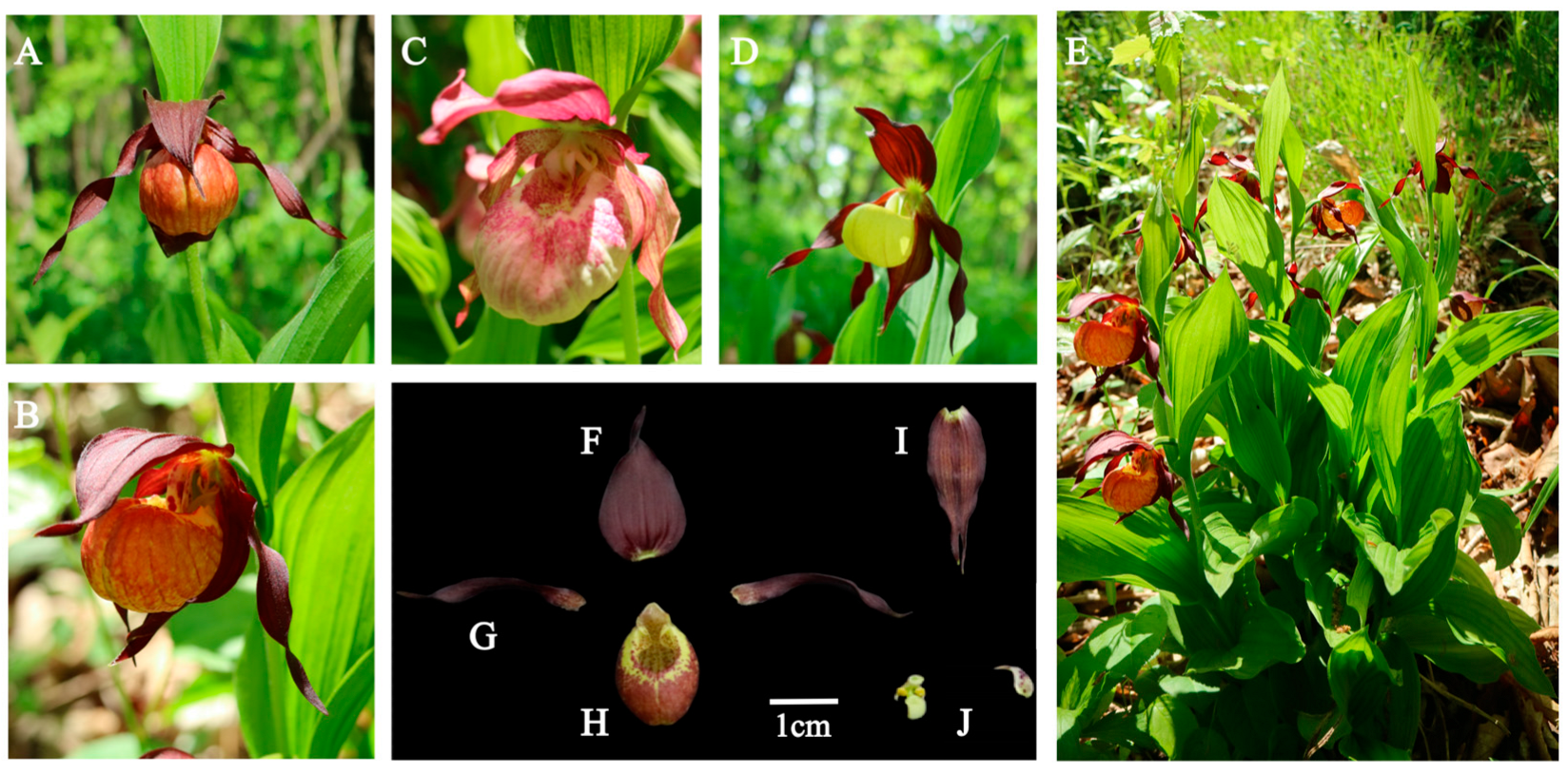 Plants 14 00772 g002