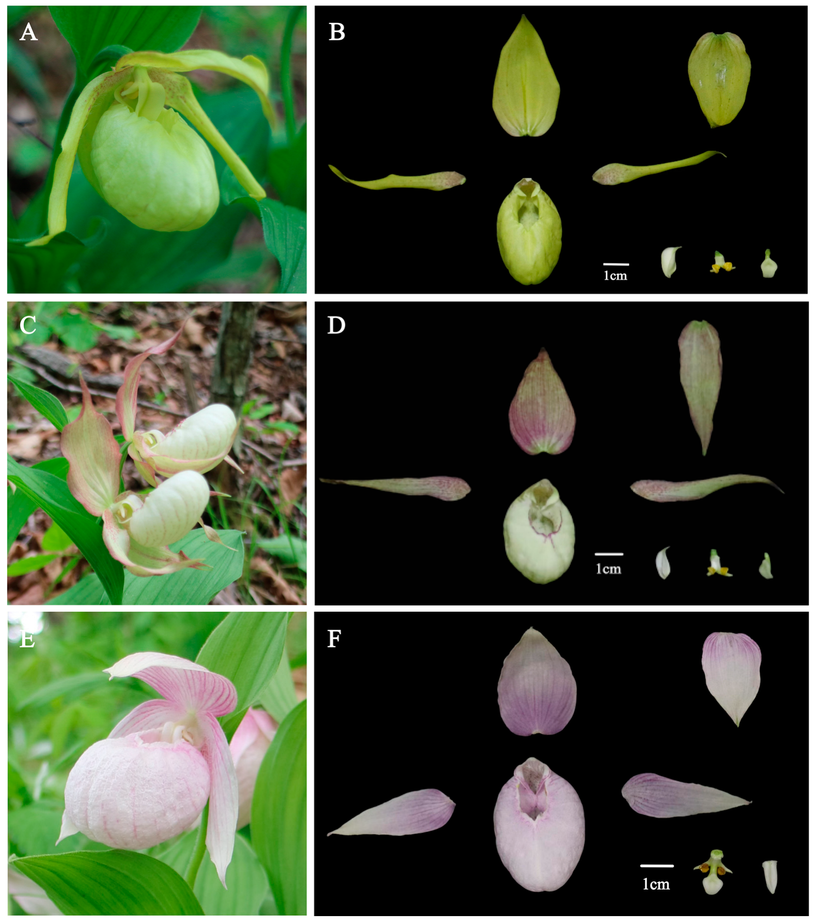 Plants 14 00772 g004