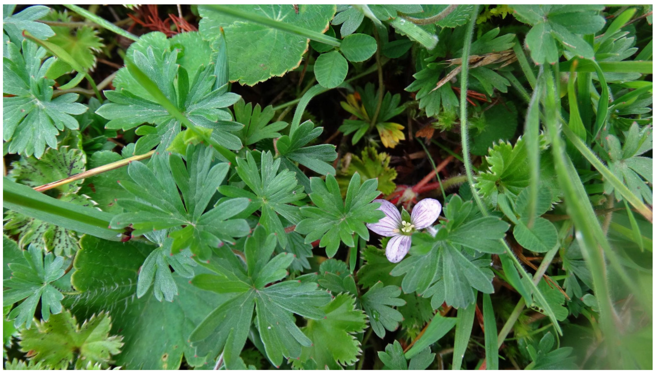 Plants 14 00777 g002