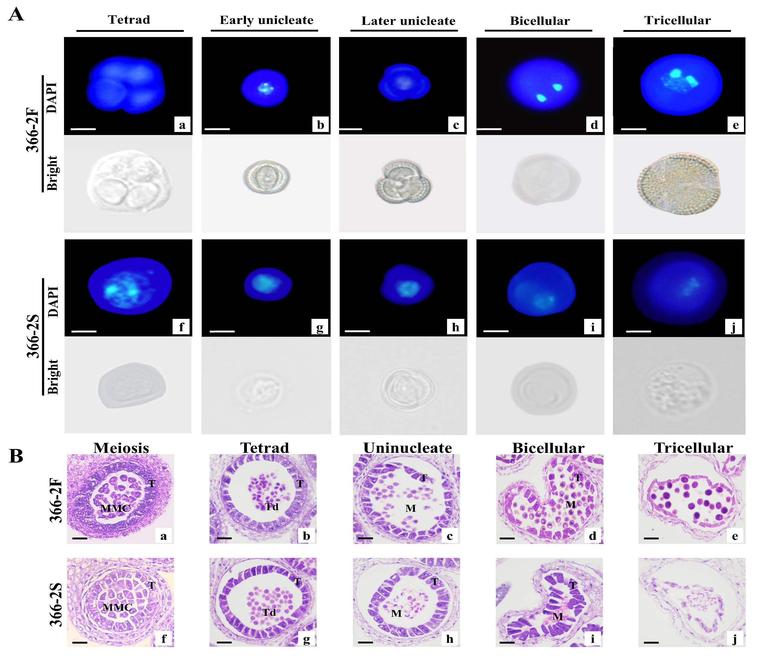 Plants 14 00779 g002