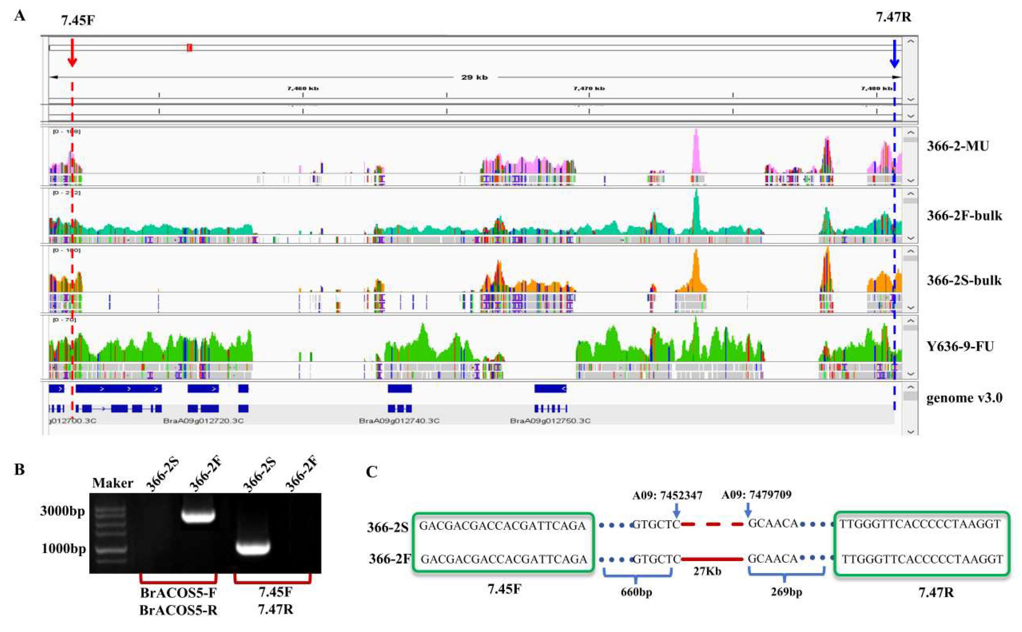 Plants 14 00779 g004