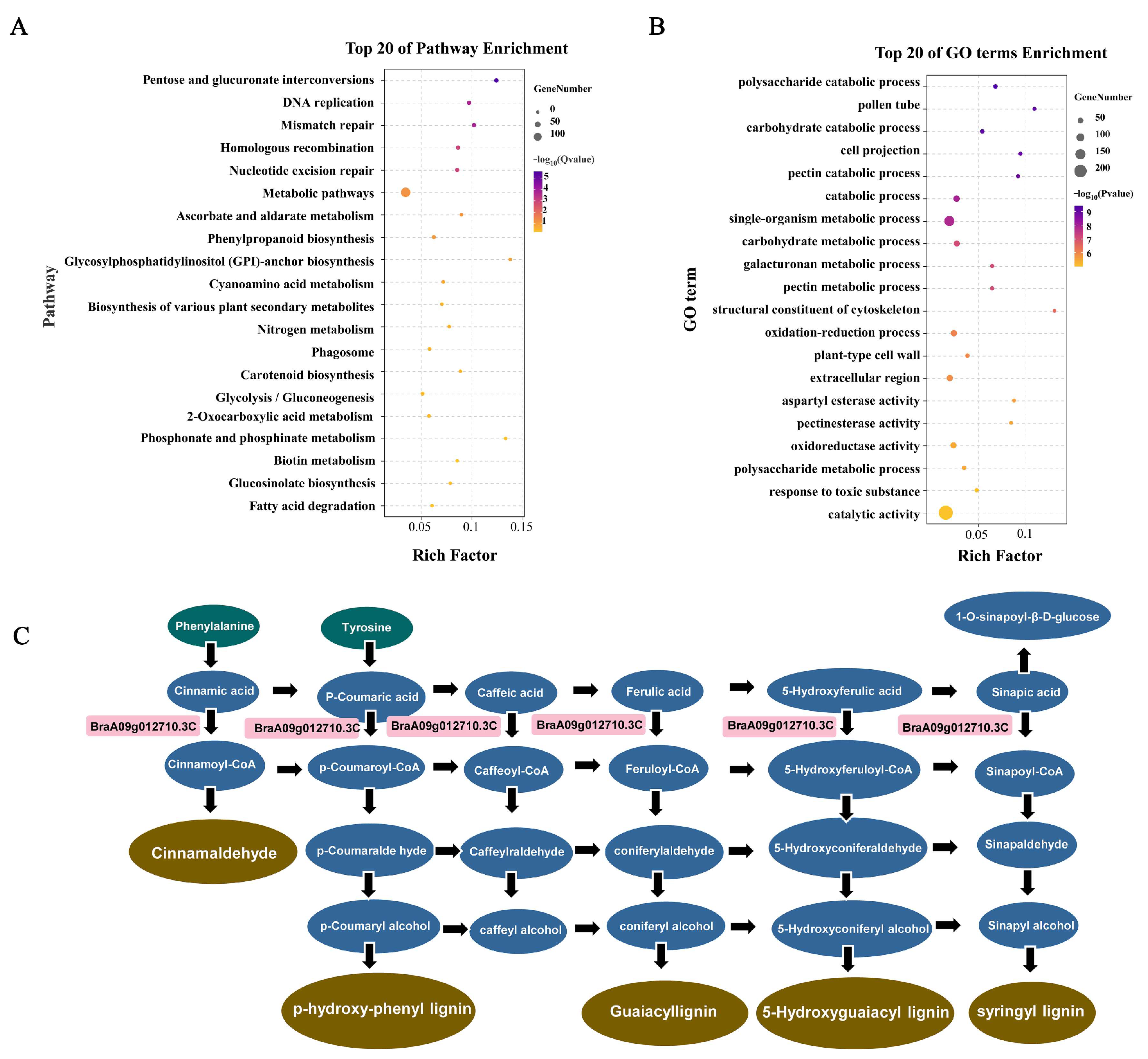 Plants 14 00779 g007
