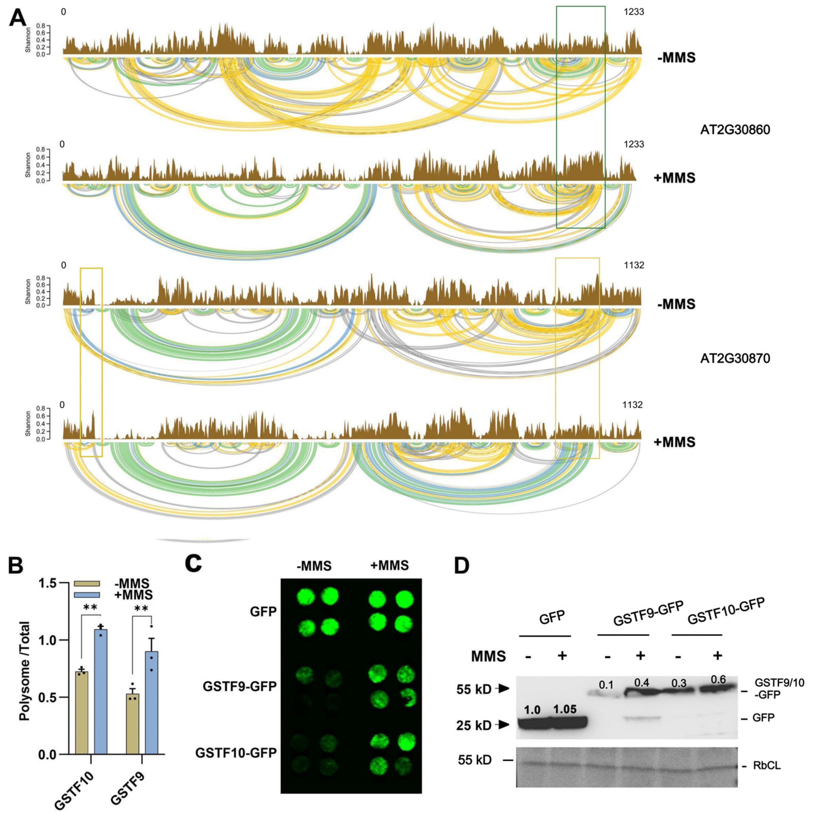 Plants 14 00780 g004
