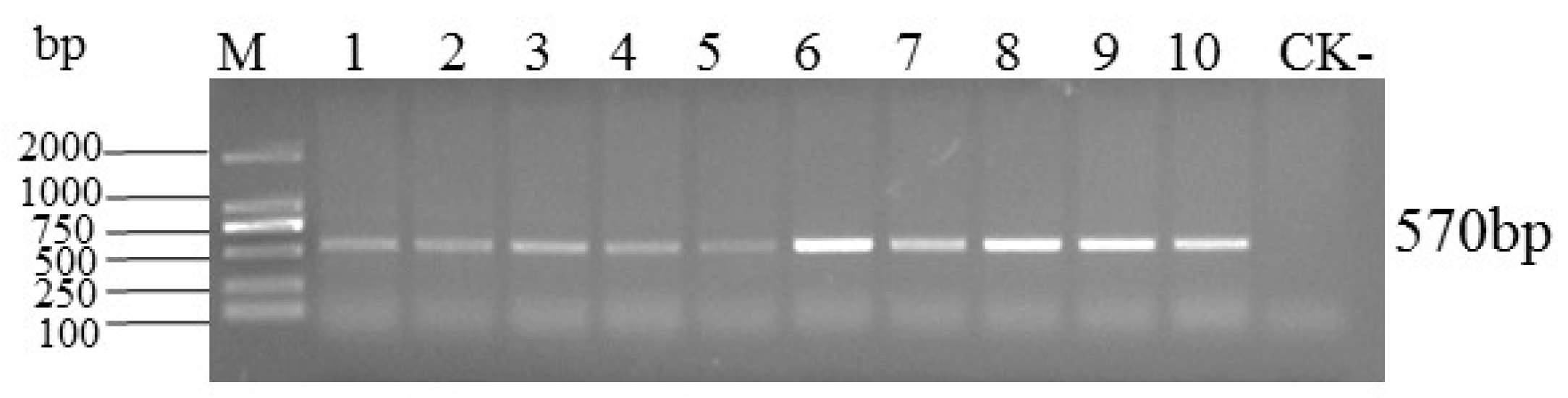 Plants 14 00782 g002 Plants 14 00782 g002