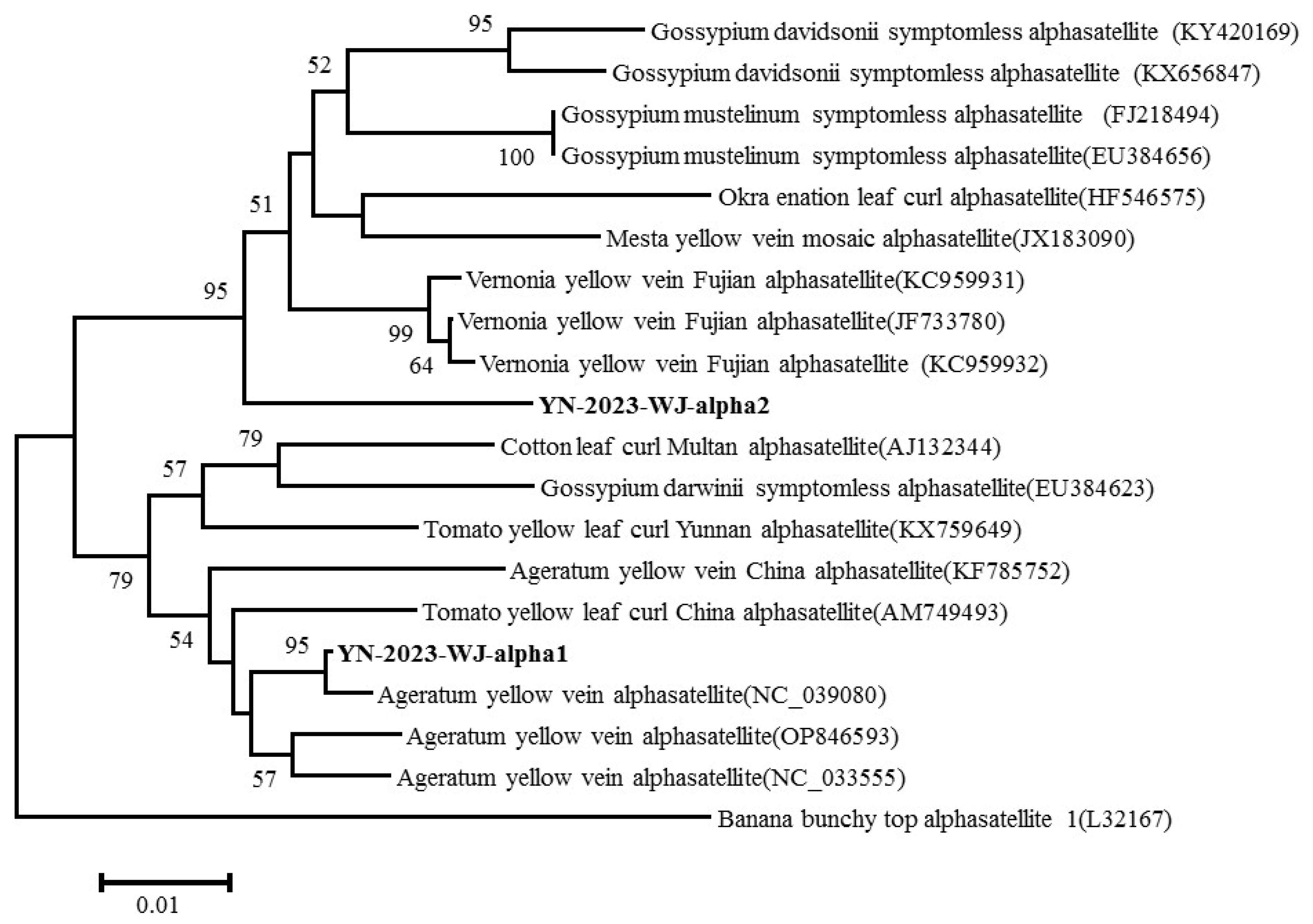 Plants 14 00782 g005 Plants 14 00782 g005