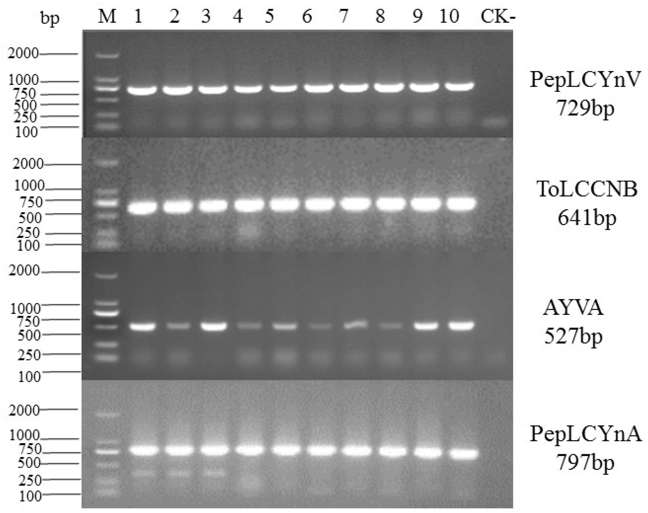 Plants 14 00782 g006 Plants 14 00782 g006