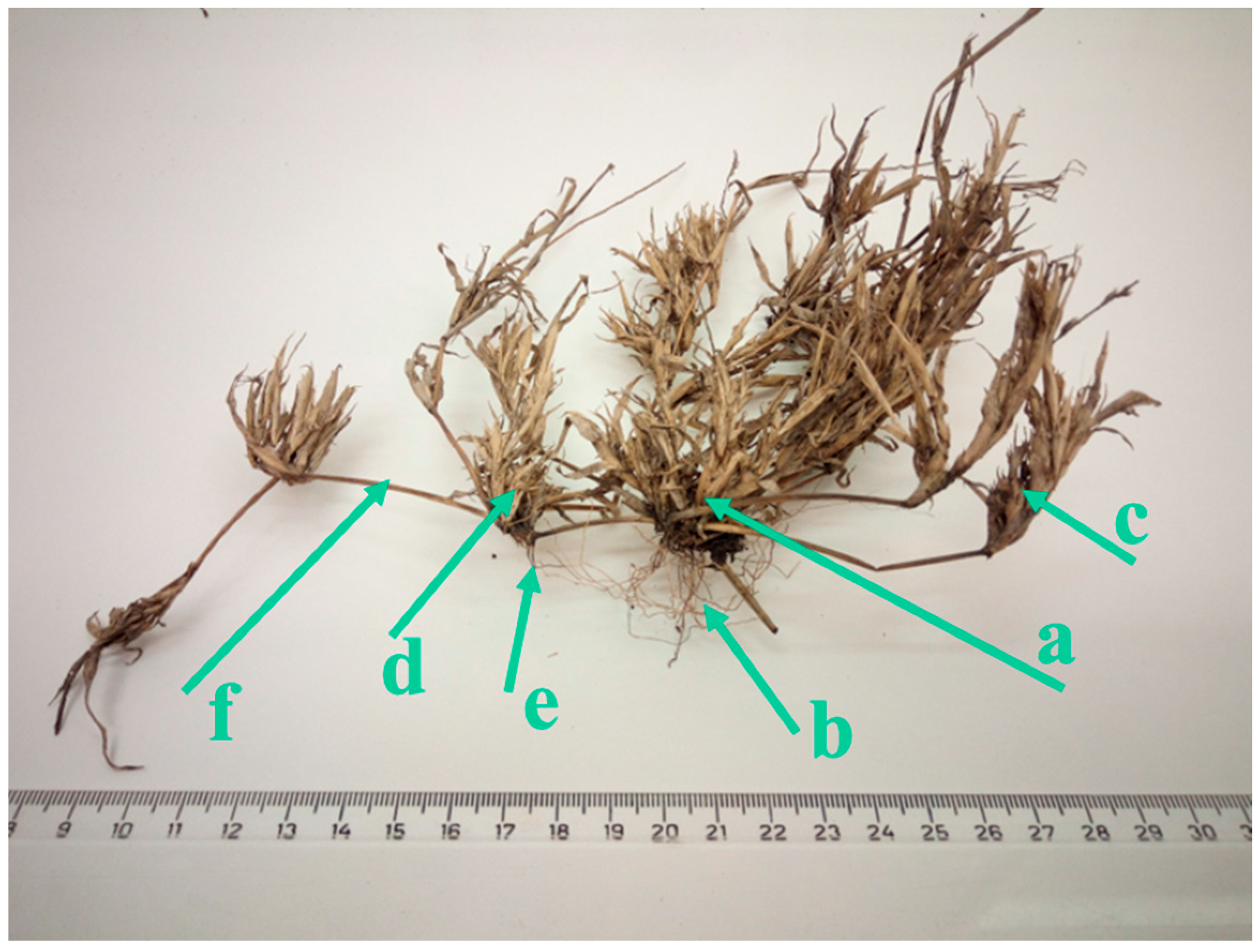 Plants 14 00784 g001