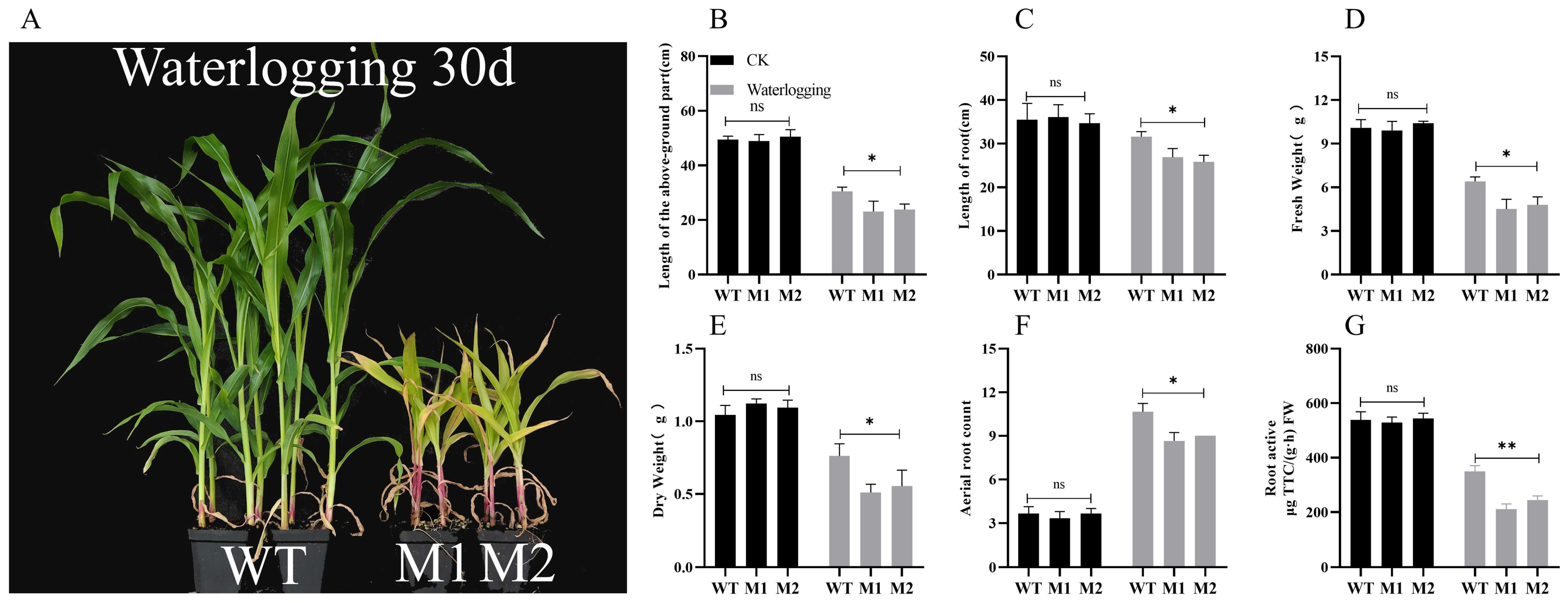 Plants 14 00785 g003