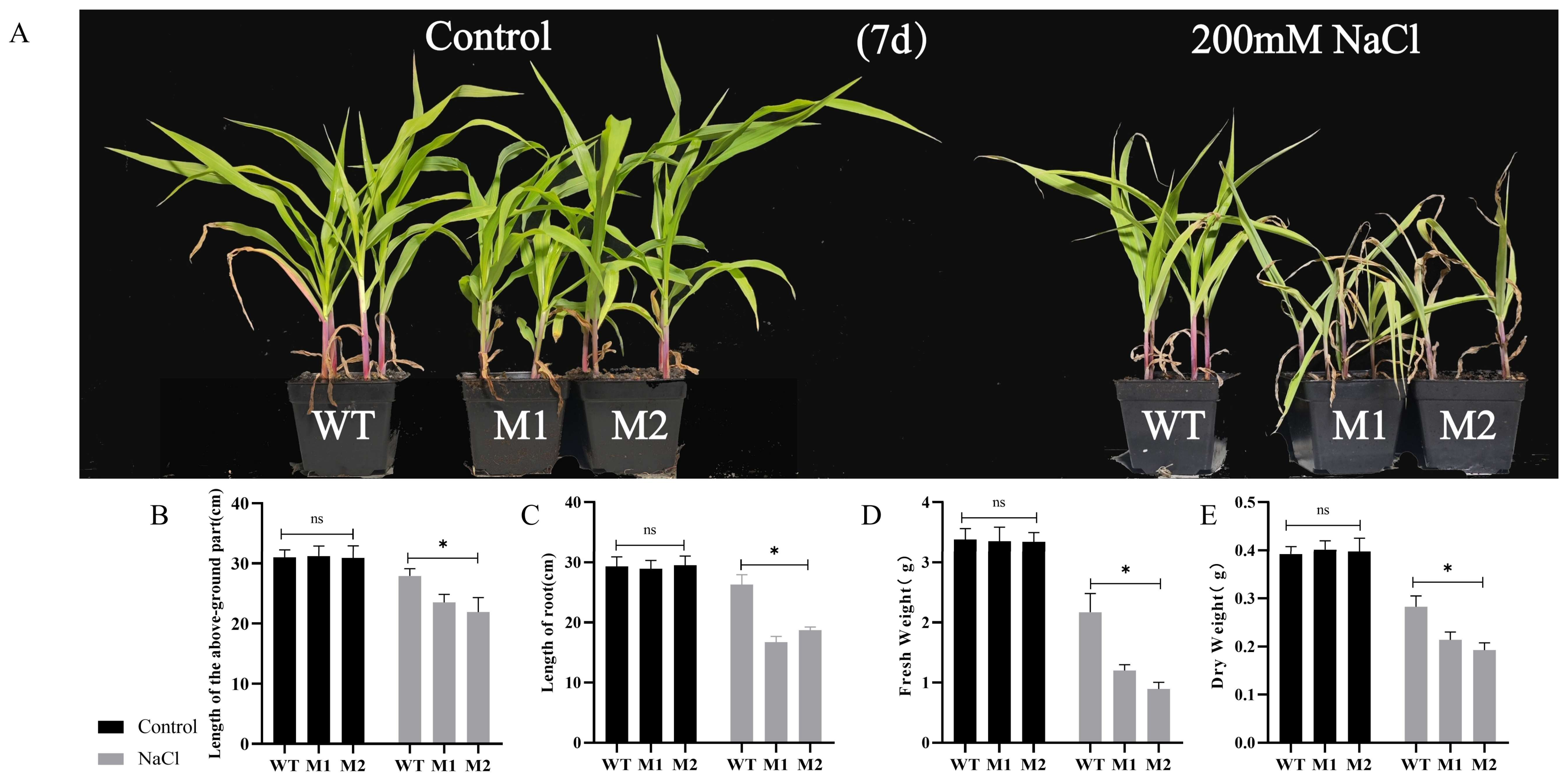 Plants 14 00785 g004