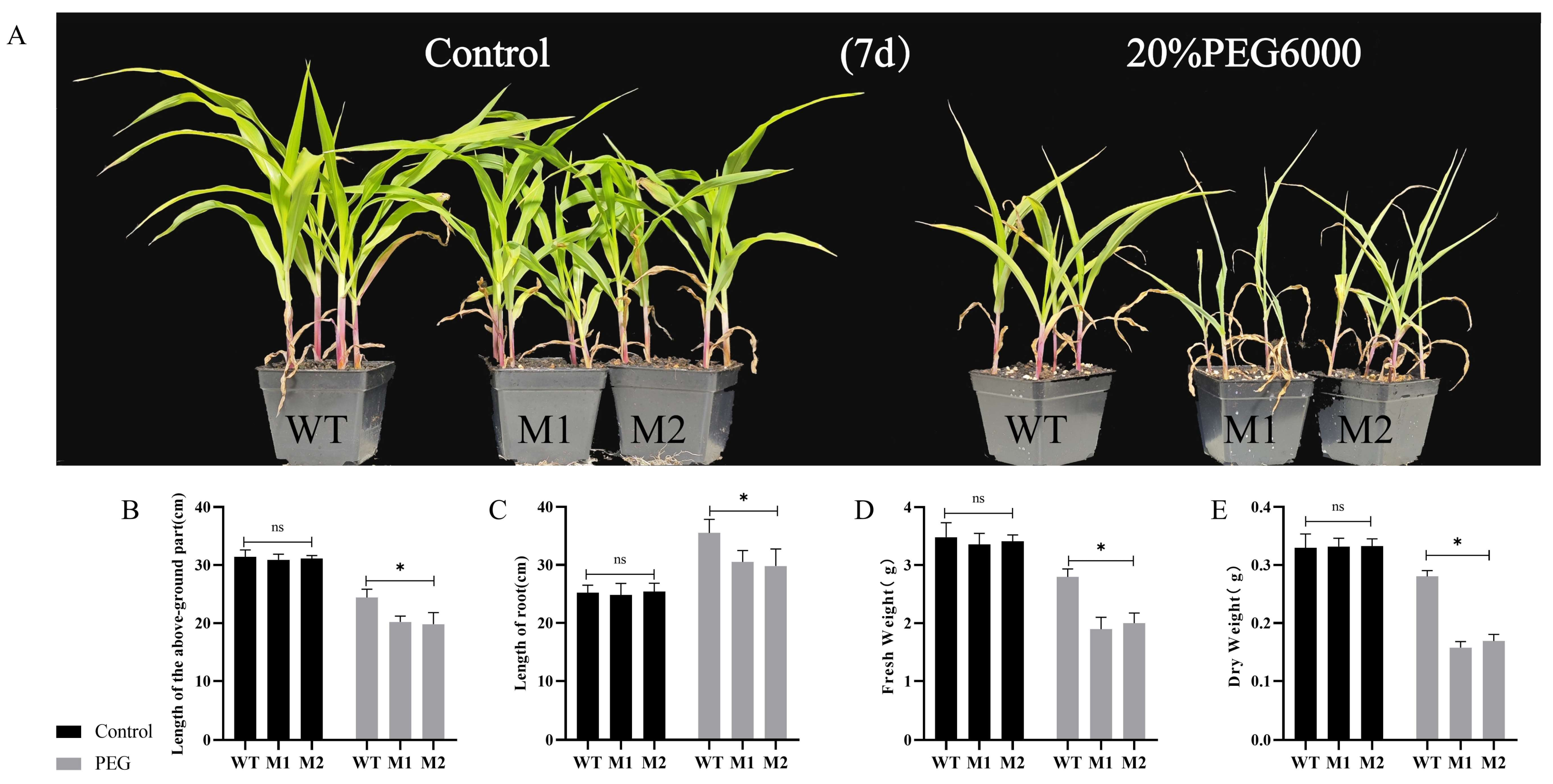 Plants 14 00785 g005