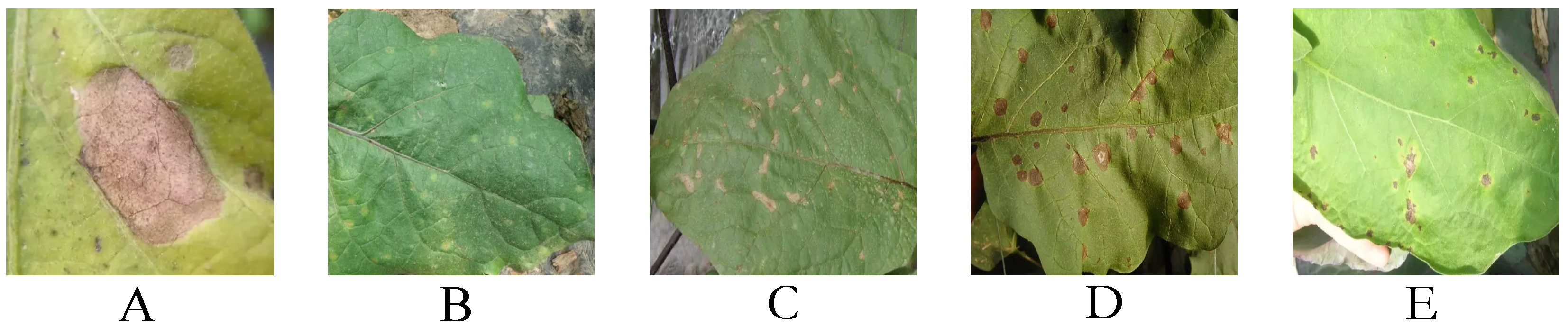 Plants 14 00786 g001