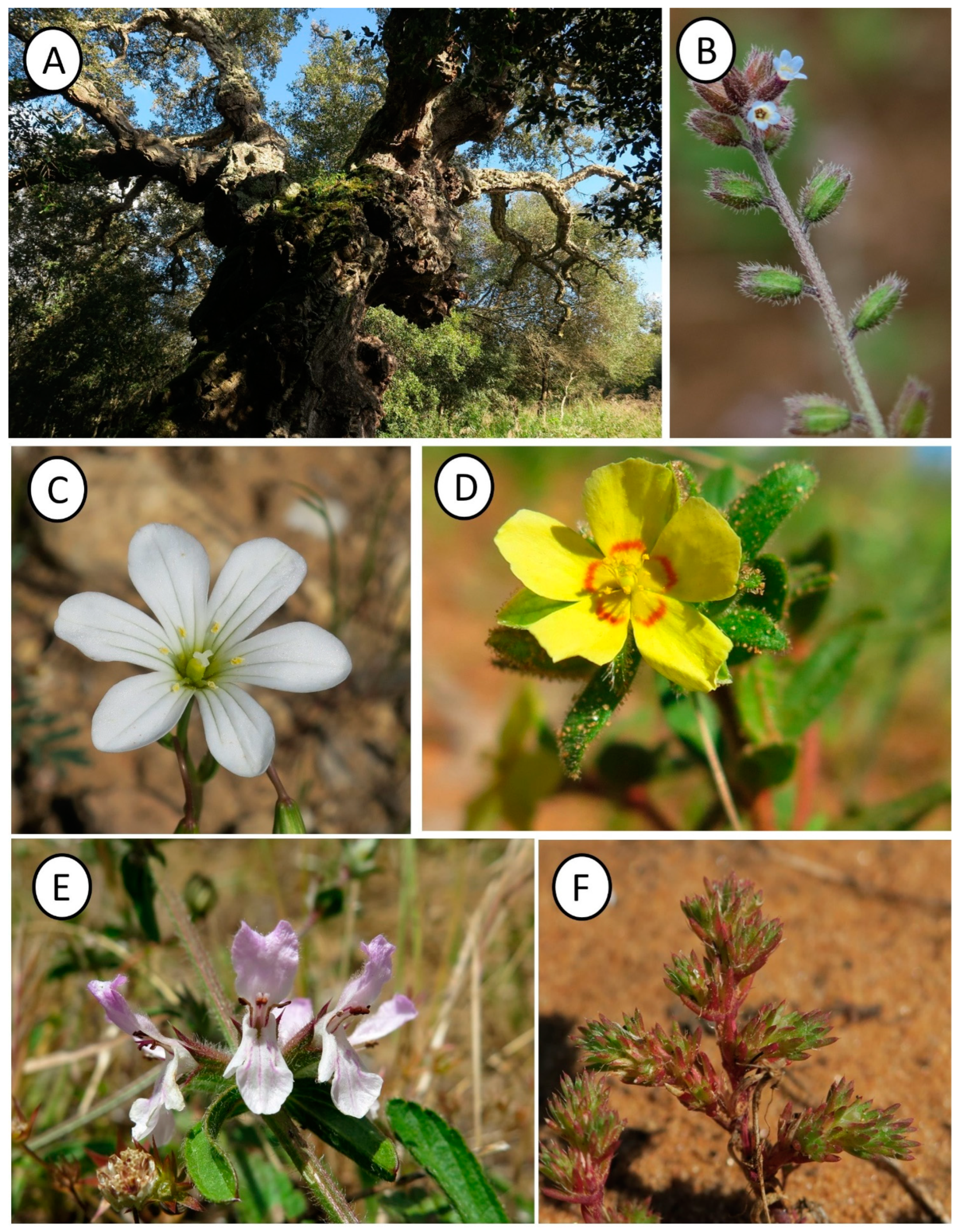 Plants 14 00788 g001