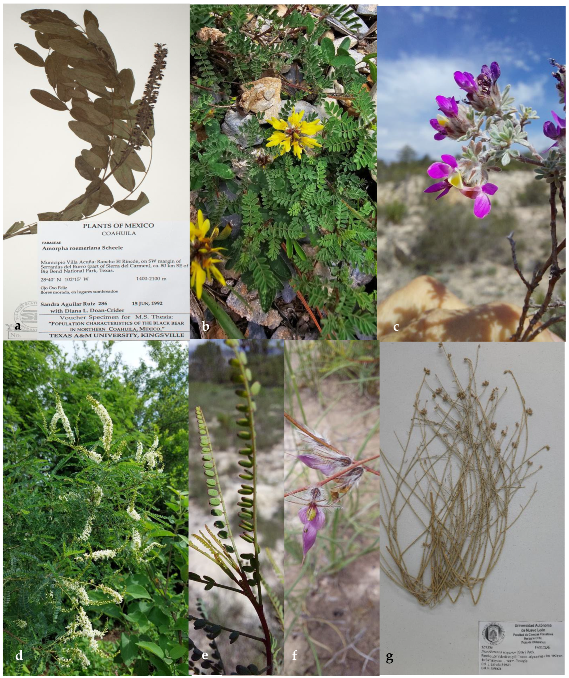 Plants 14 00789 g001