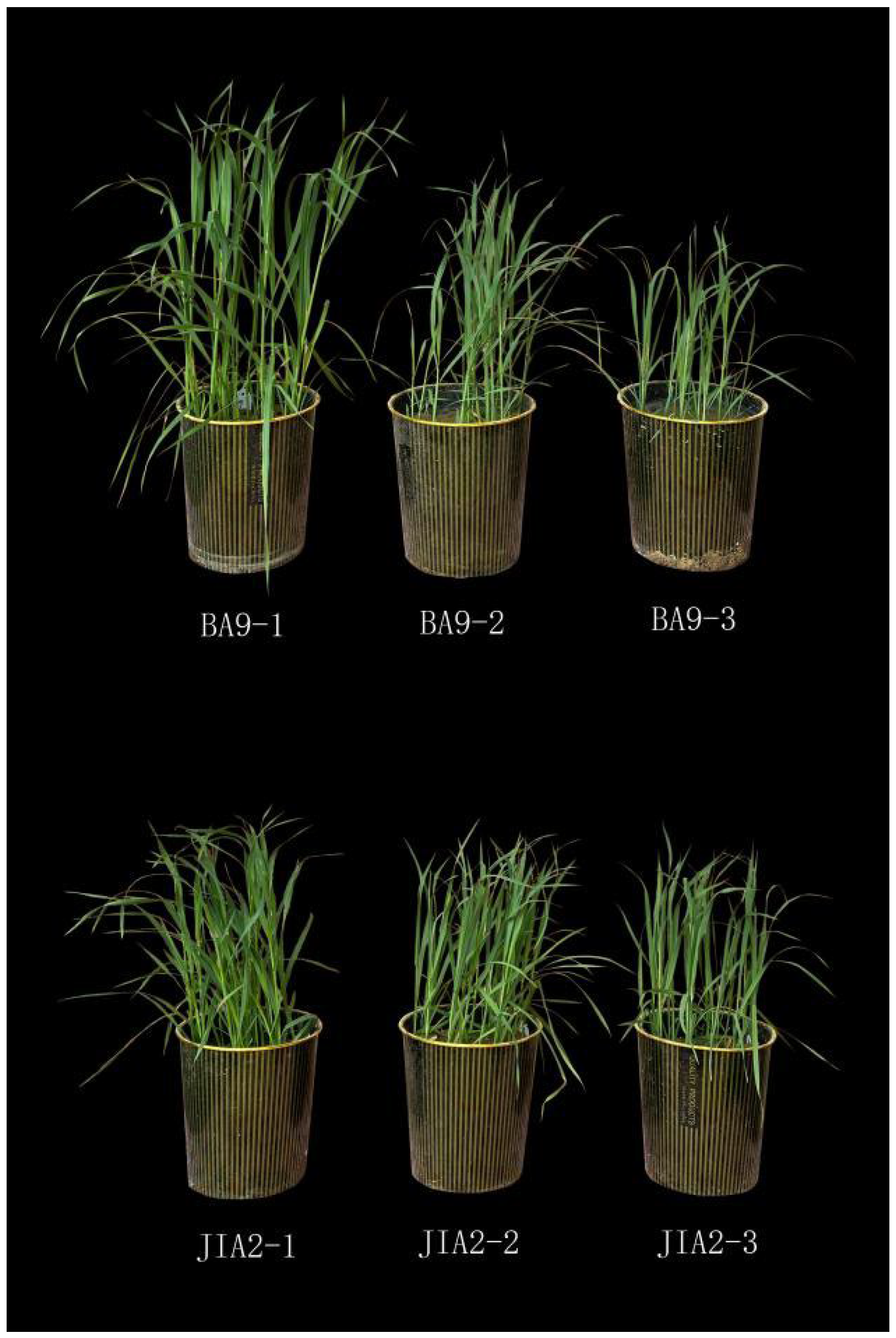 Plants 14 00792 g001