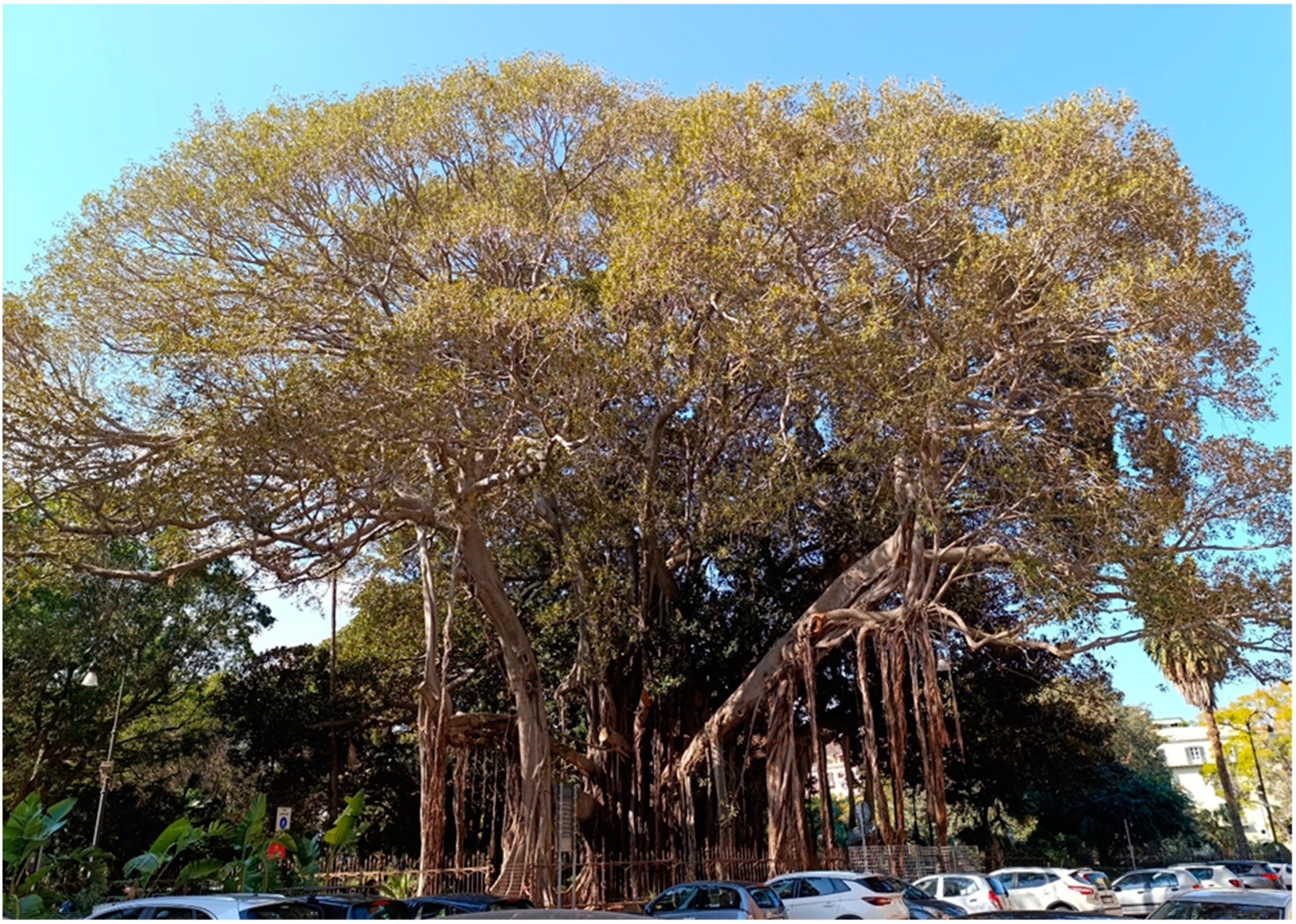 Plants 14 00795 g007