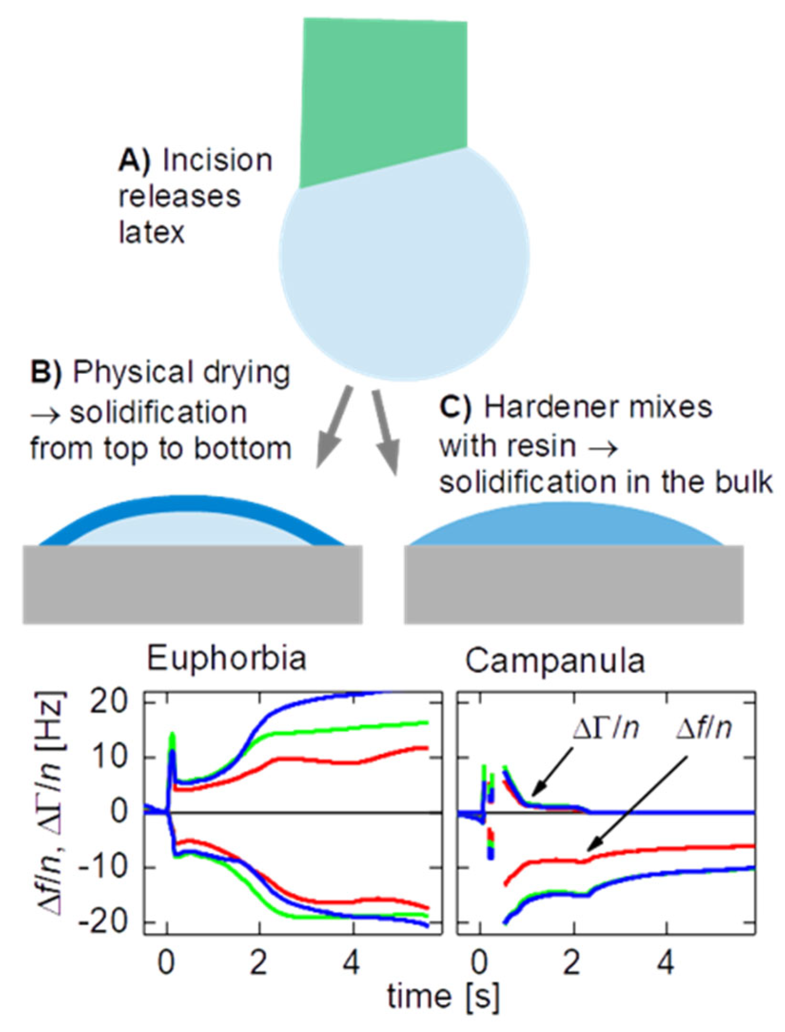 Plants 14 00798 g001