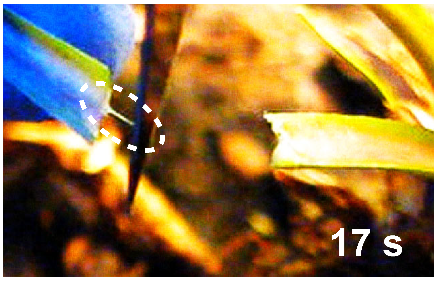 Plants 14 00798 g003