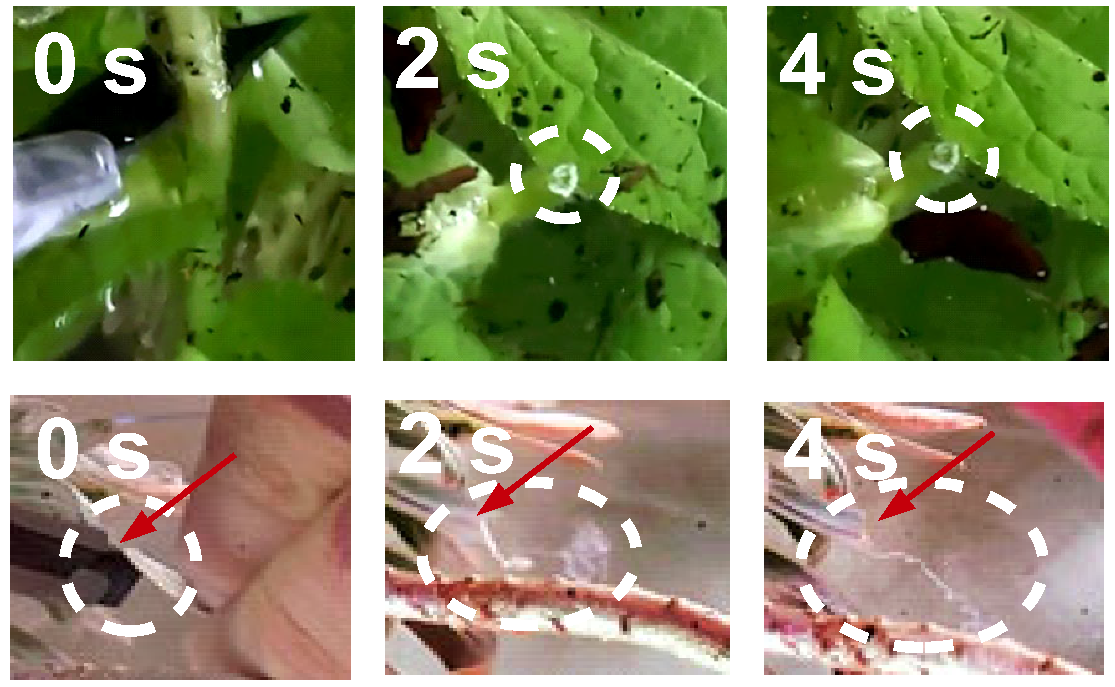 Plants 14 00798 g004