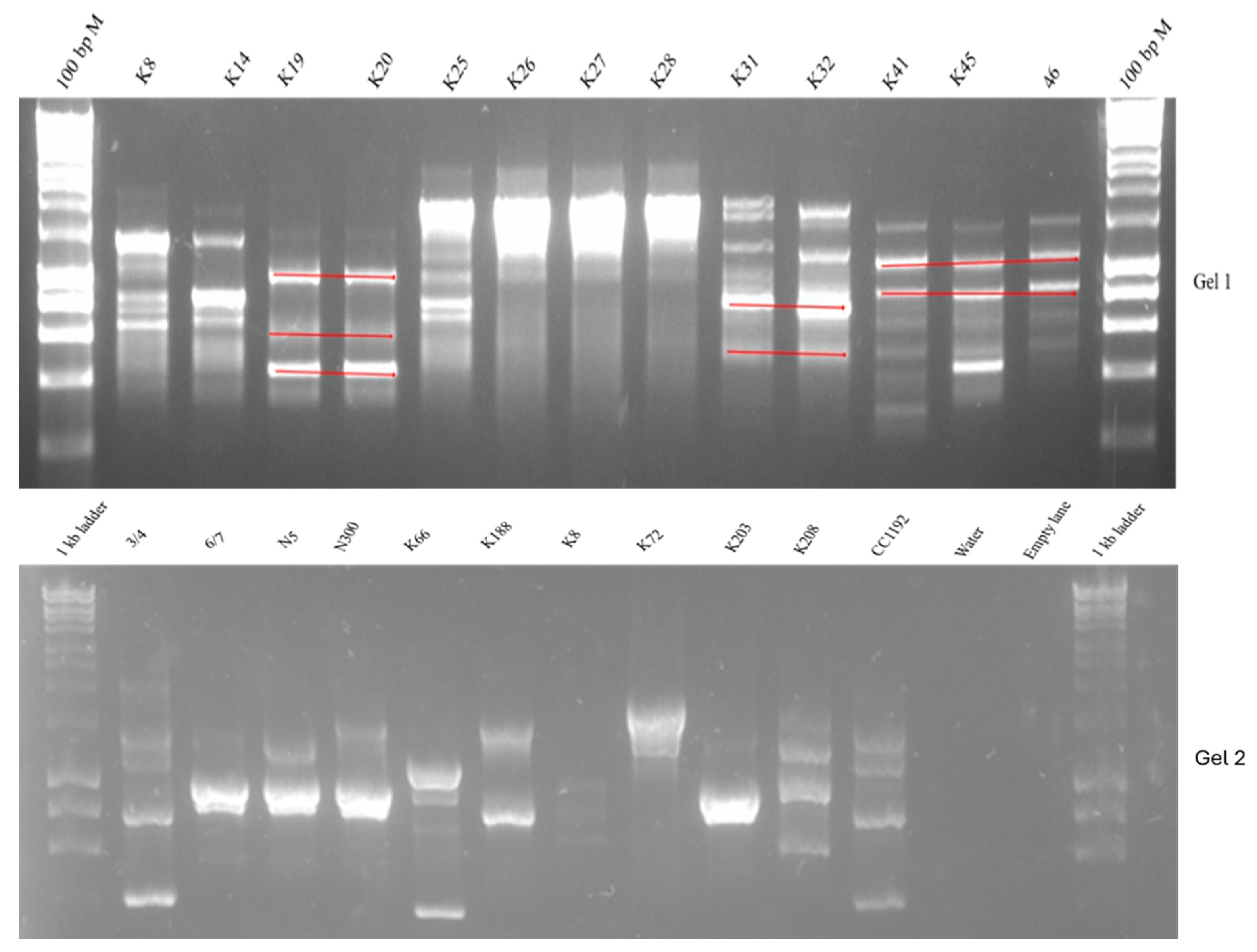 Plants 14 00809 g001