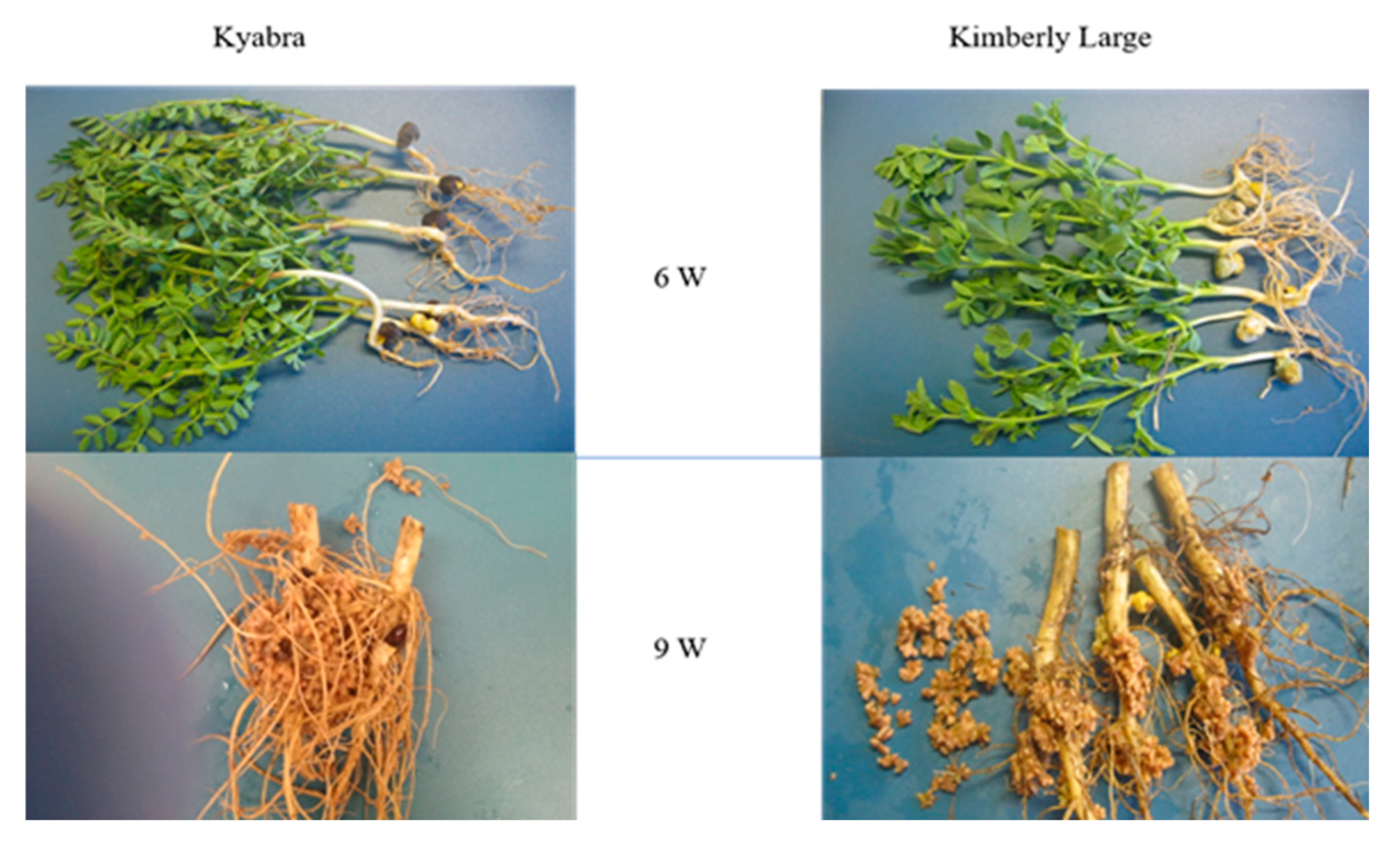 Plants 14 00809 g003